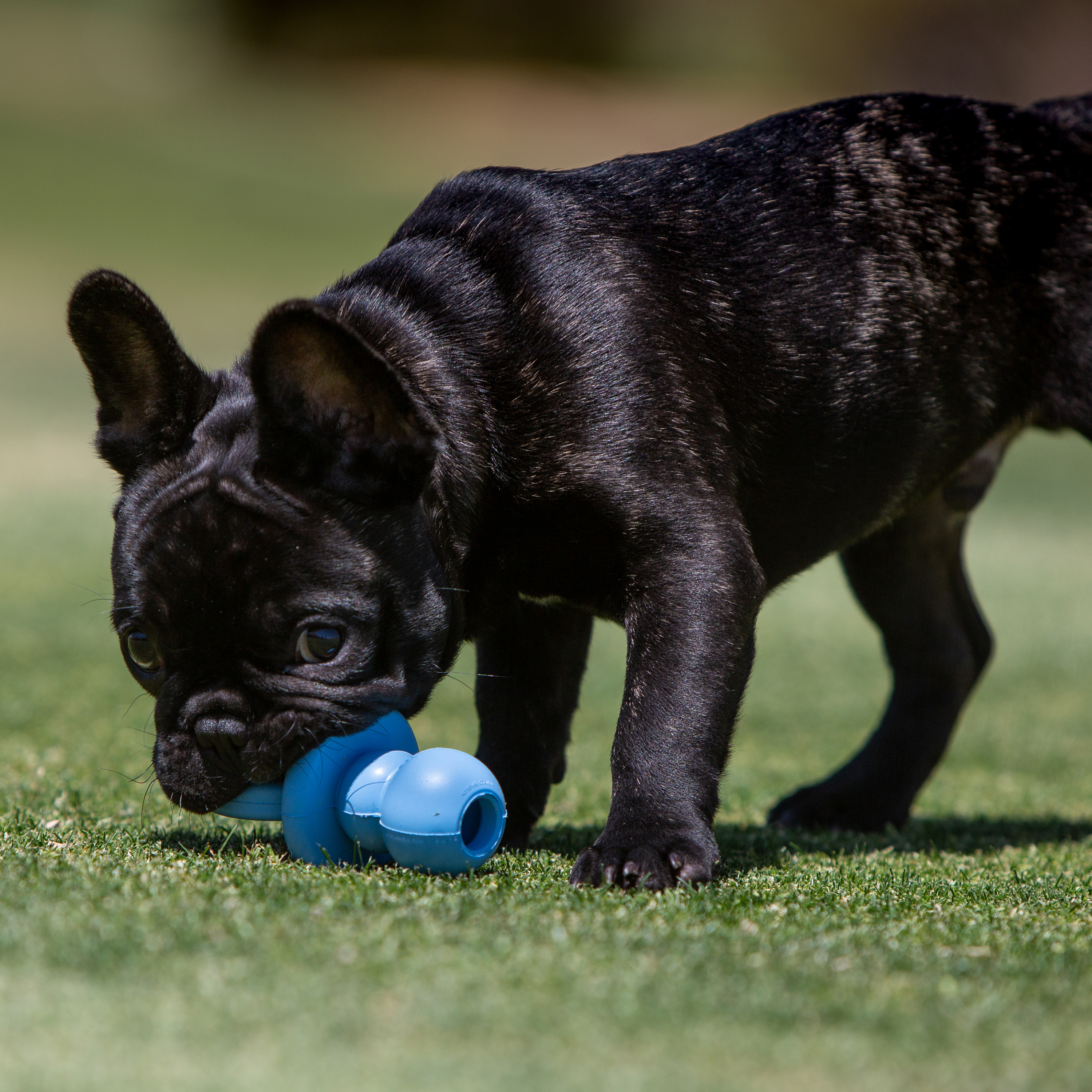 KONG Binkie Blue lifestyle product image