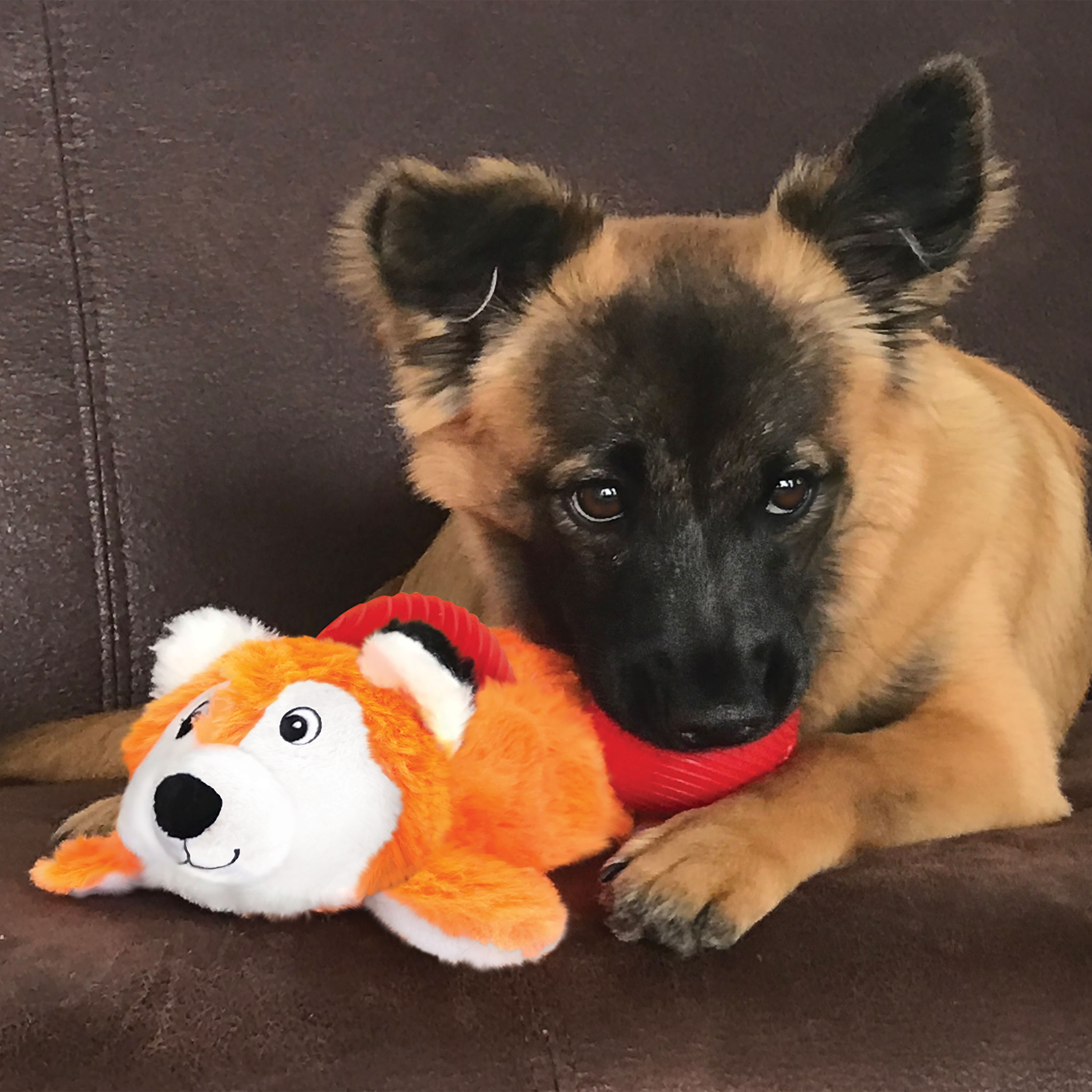 Kong fox dog outlet toys