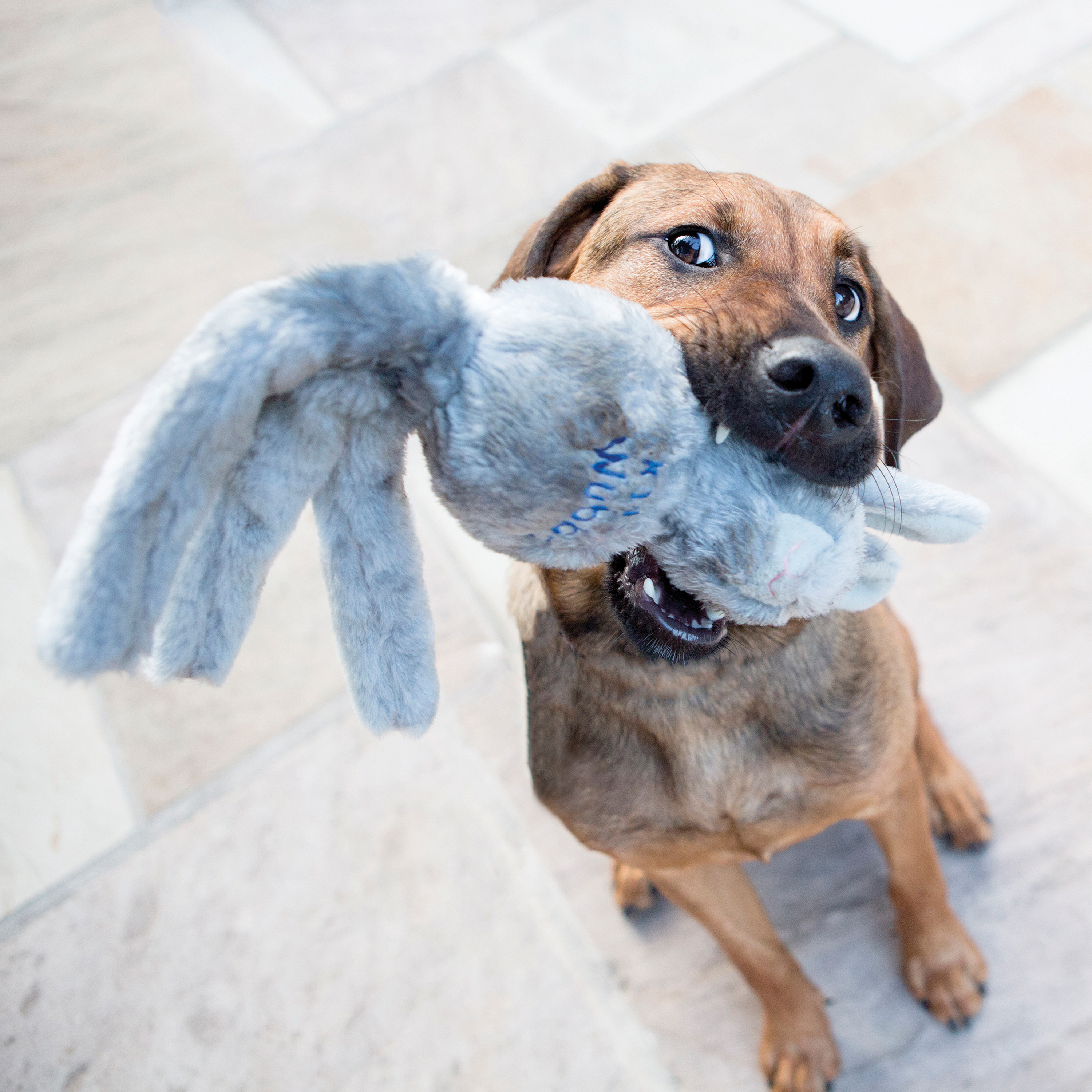 Kong wubba shop friend dog toy