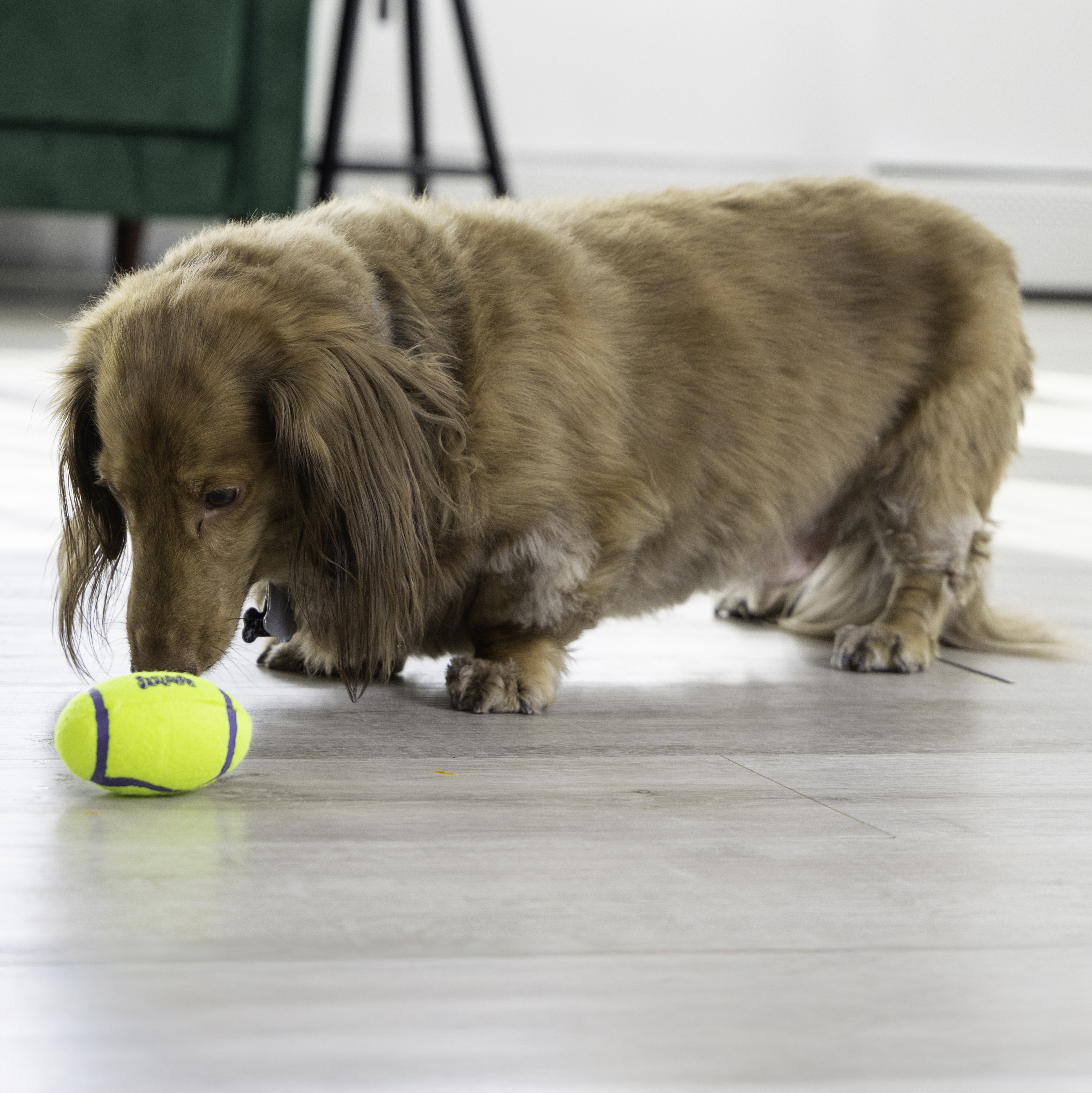 AirDog Squeaker Football lifestyle product image