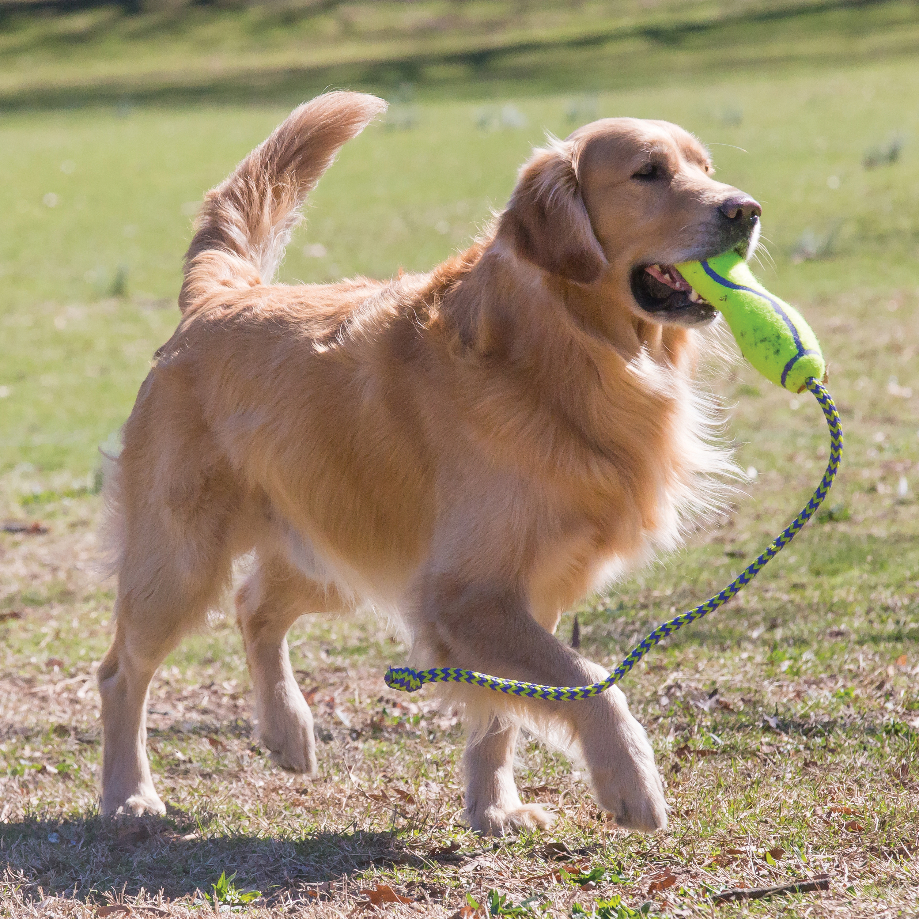 AirDog Squeaker Stick livsstil produktbillede