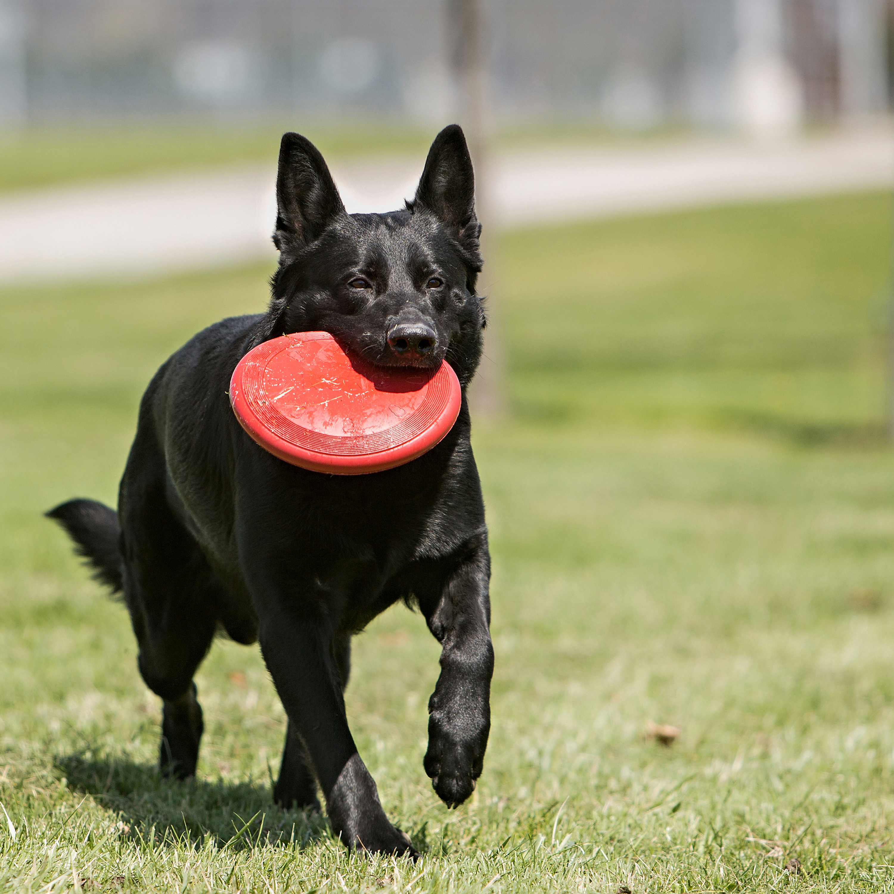 Kong store extreme frisbee