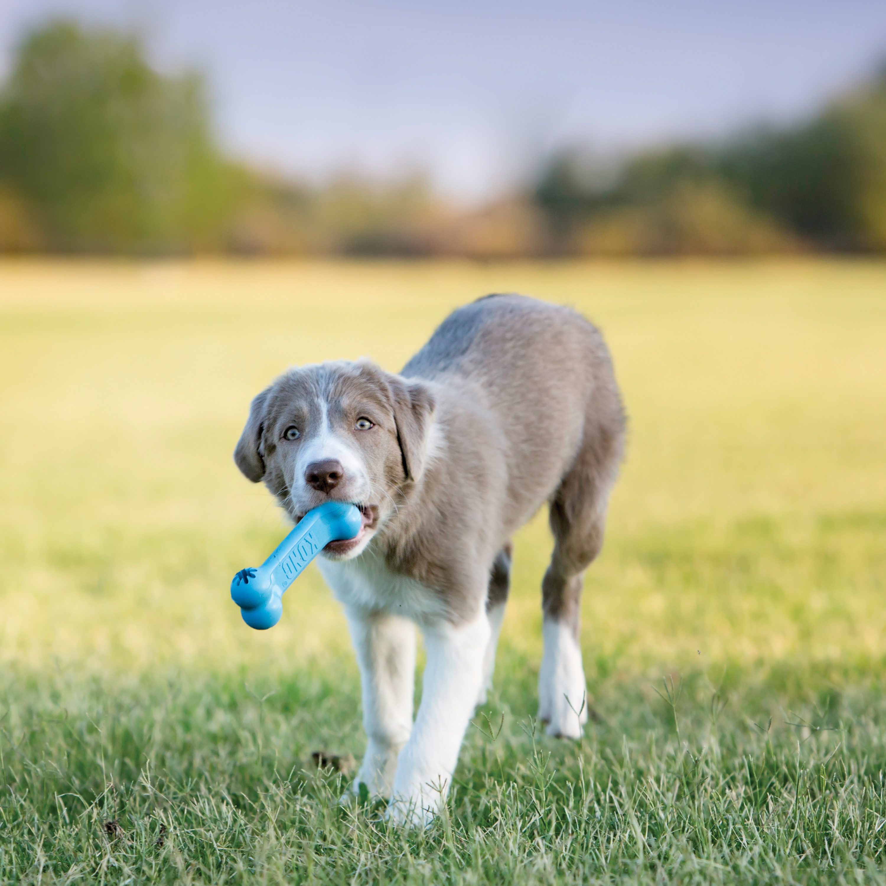 Pet Supplies : Pet Chew Toys : KONG - Wobbler - Interactive Treat