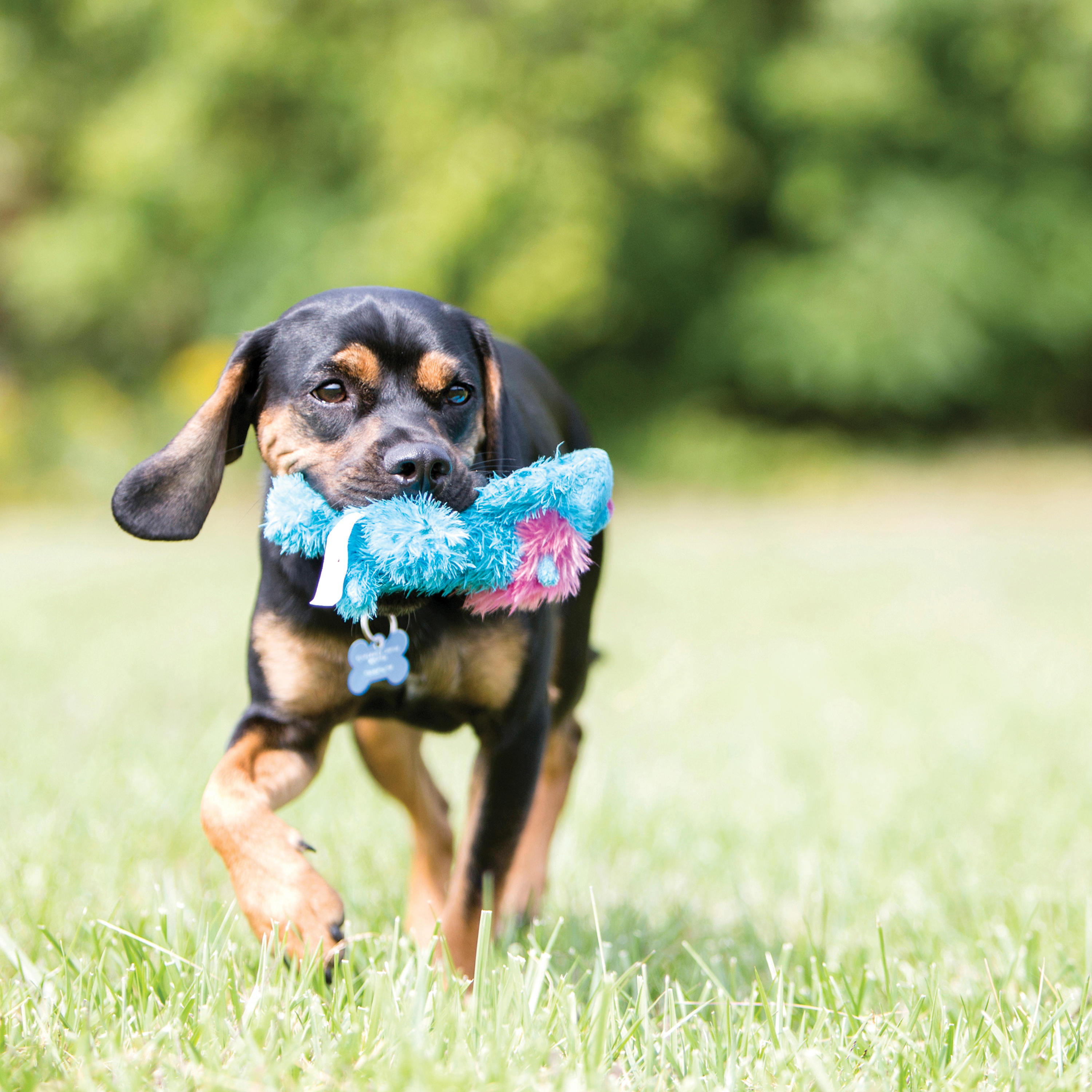 Cozie Baily Dog lifestyle product image