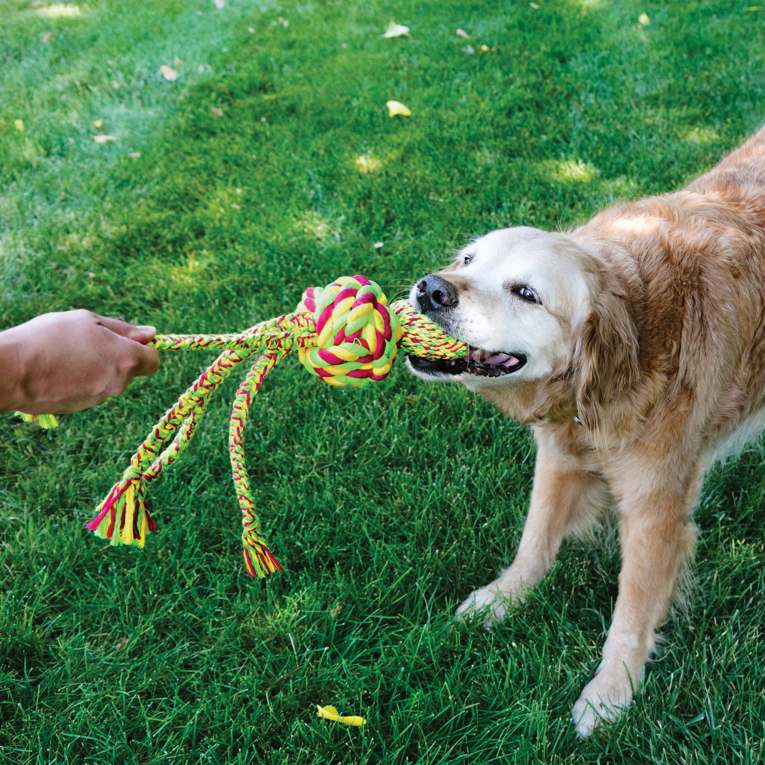 Kong wubba hot sale weave dog toy