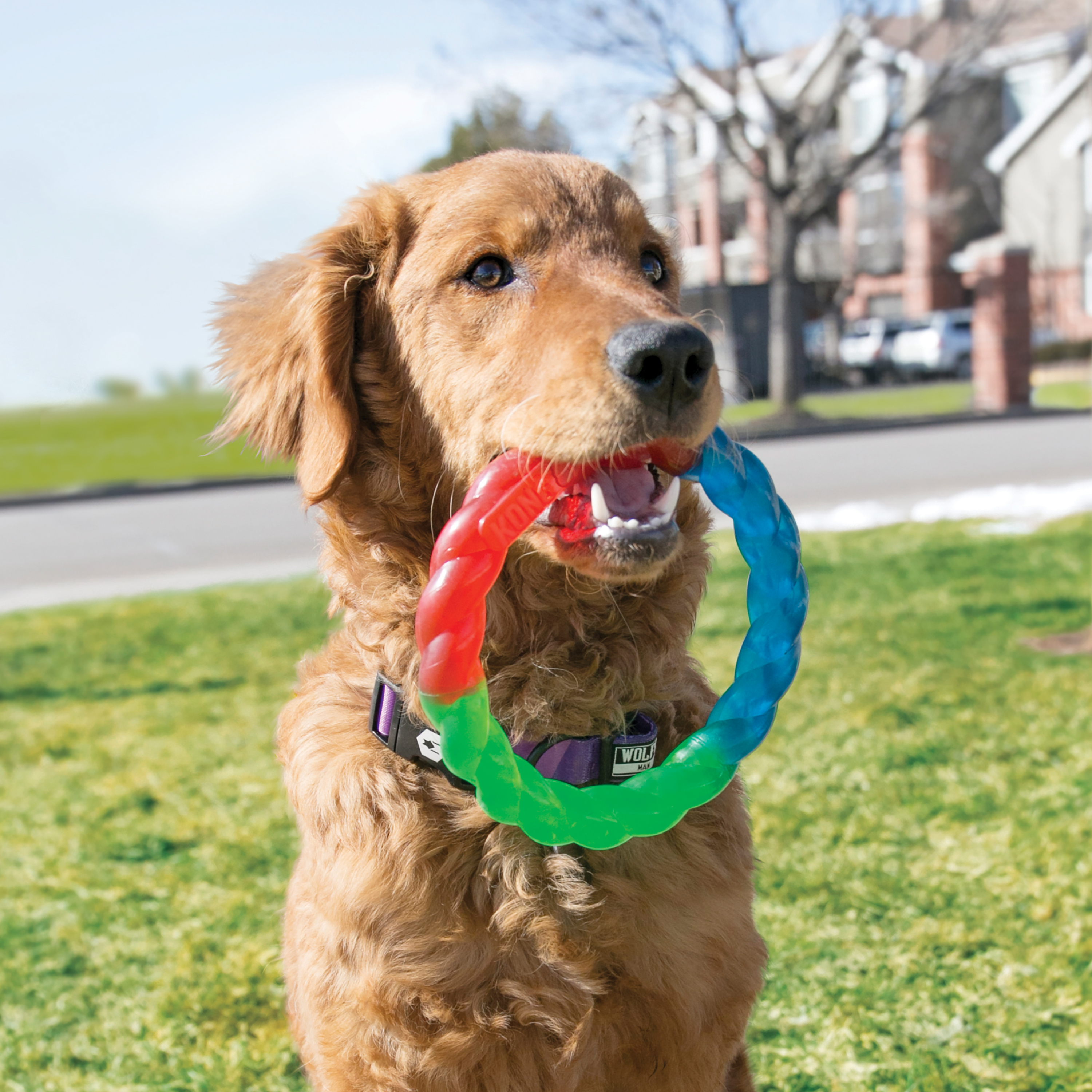 Kong ring dog clearance toy