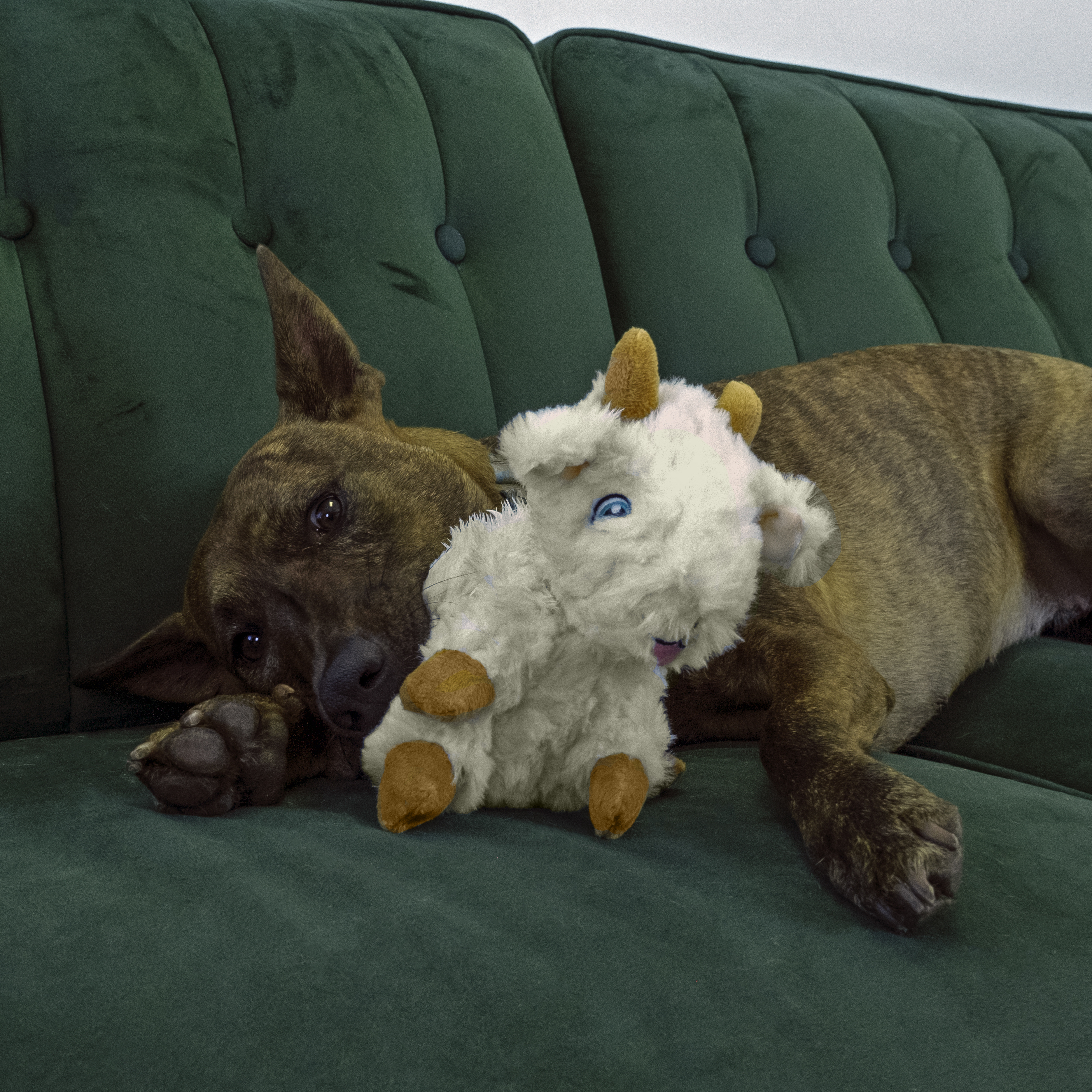 Comfort Tykes Goat lifestyle product image