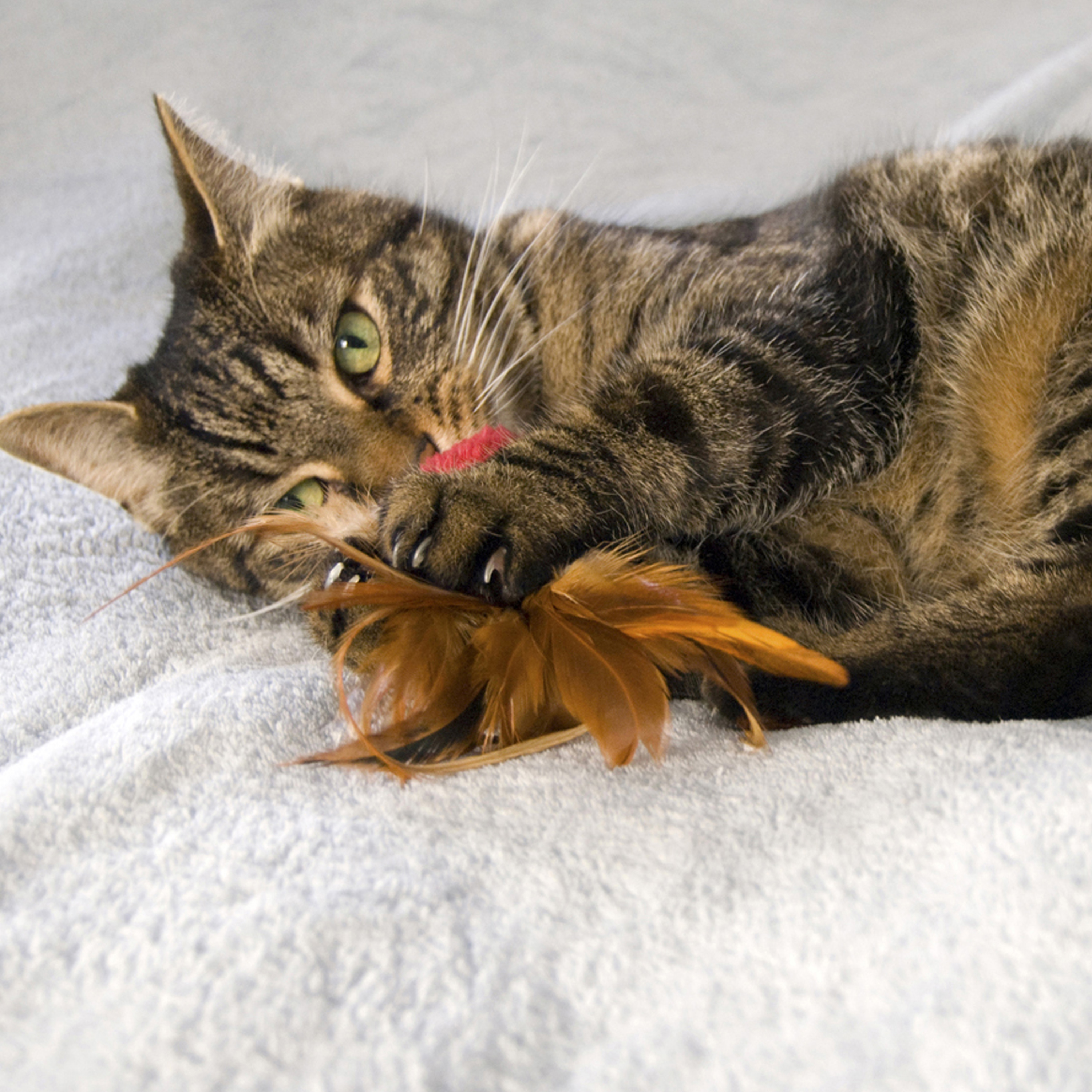 Cat with outlet feathers