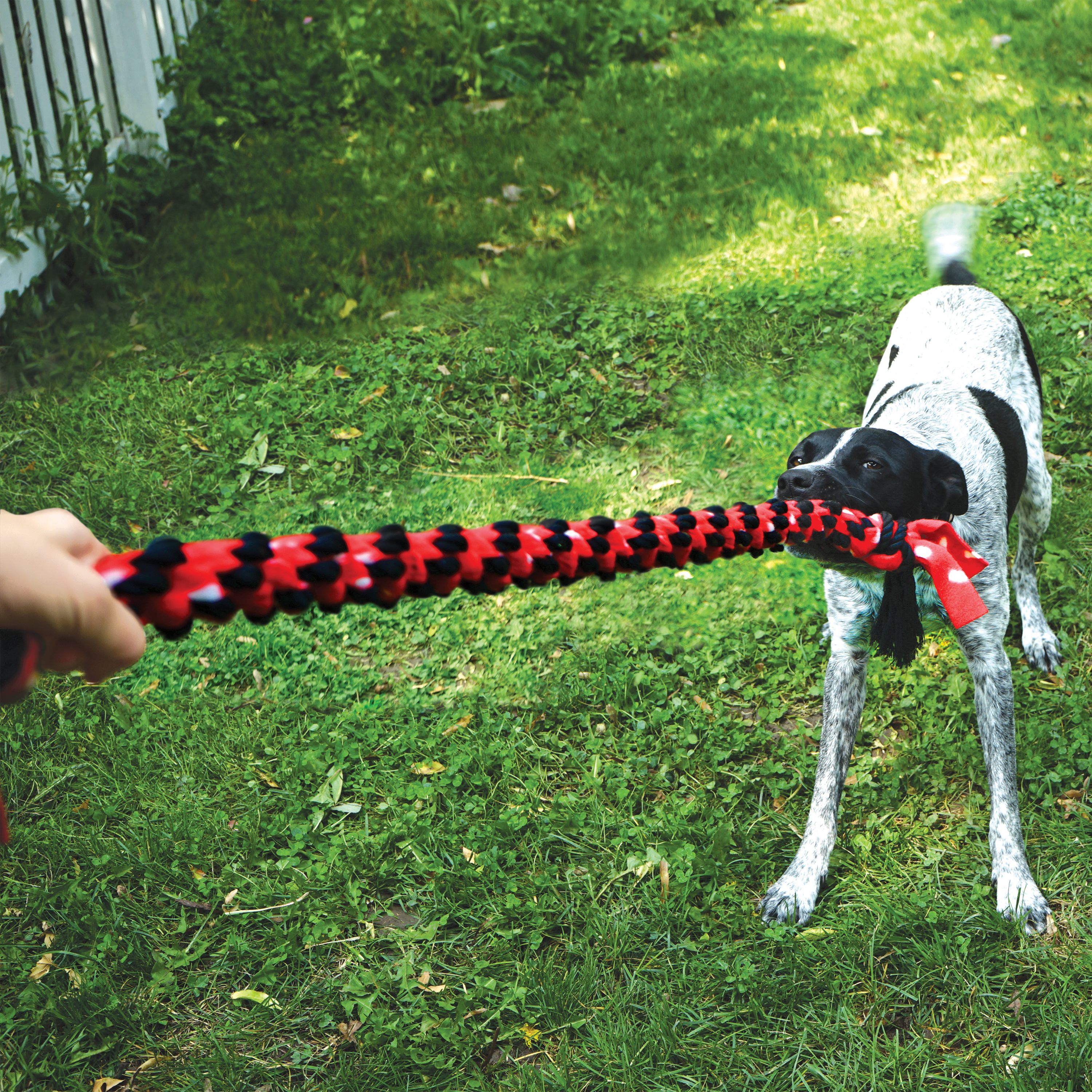 Kong ball with rope deals dog toy