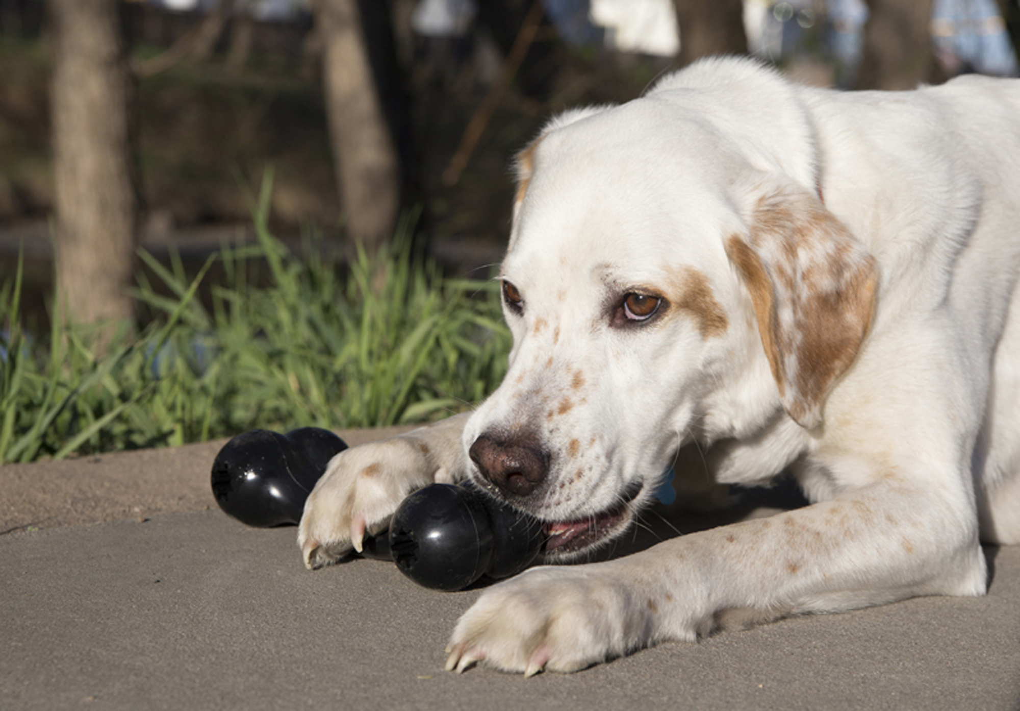 Juguete Interactivo para perro Gyro Kong – Croquetero