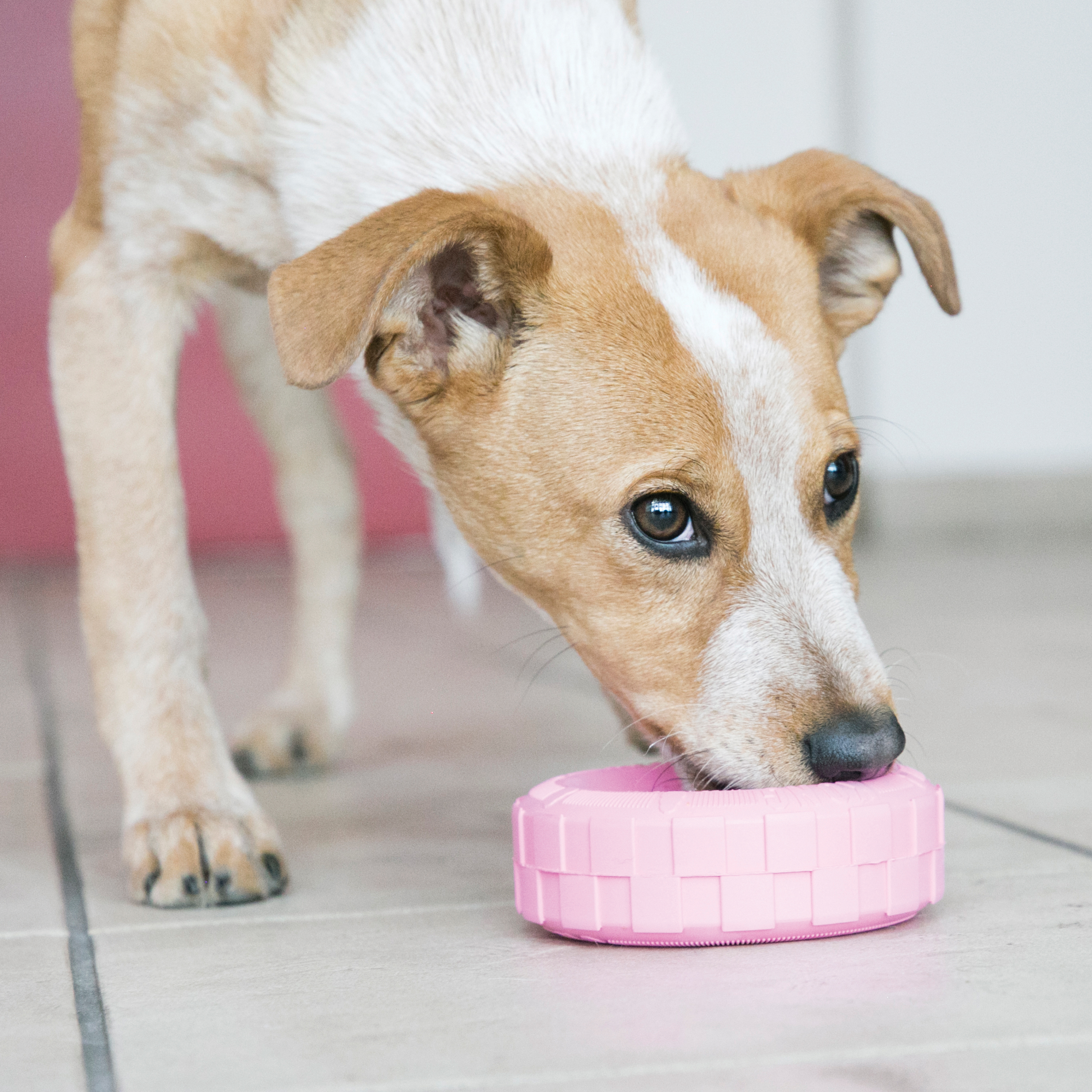 are kongs good for puppies