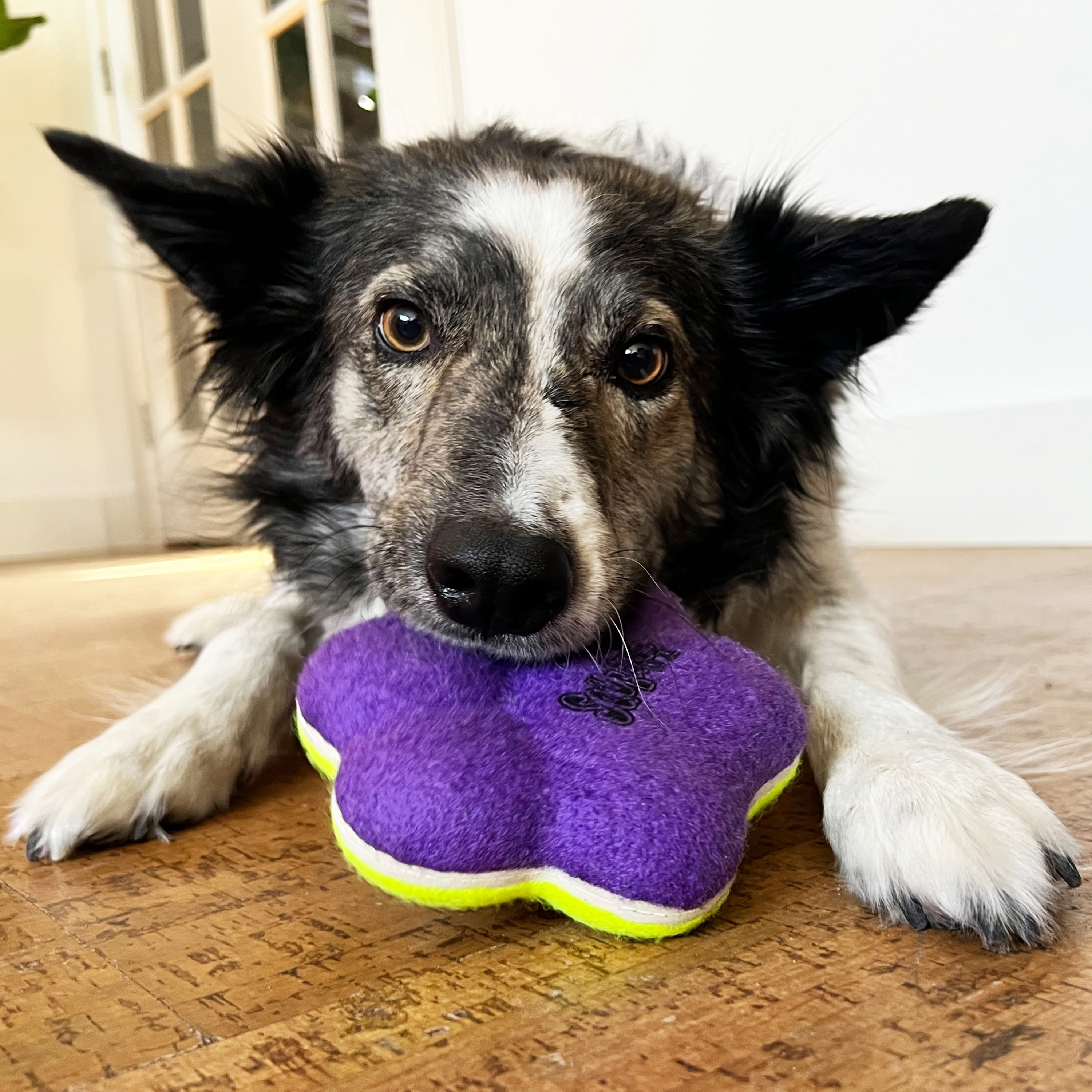 AirDog Squeaker Paw lifestyle product afbeelding