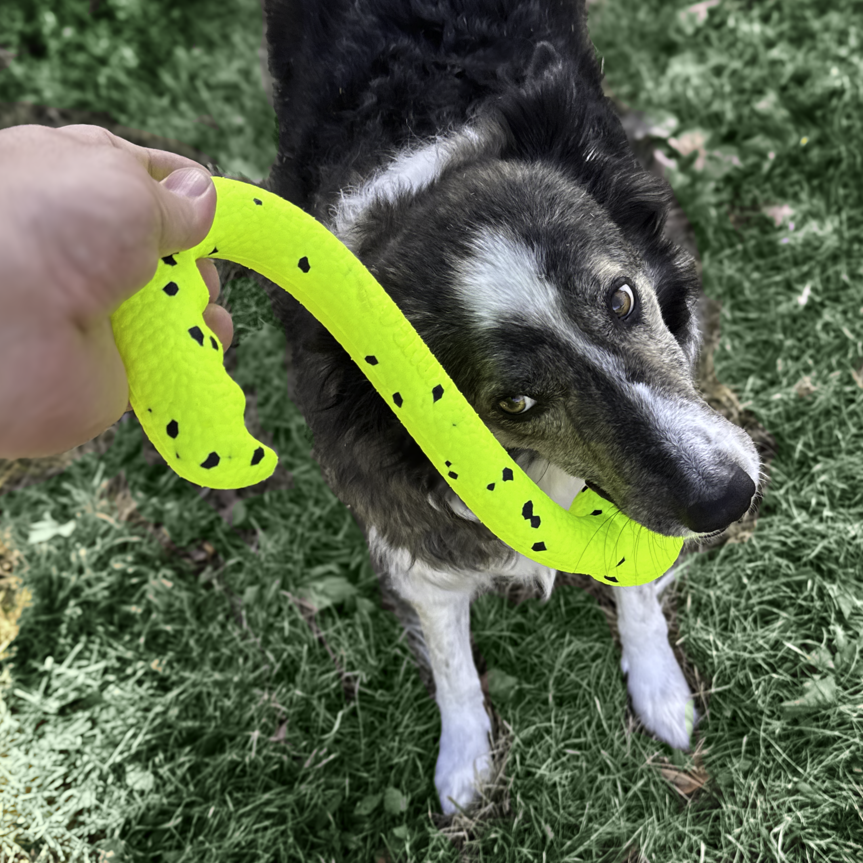 Reflex Tug 'n Fetch lifestyle product image
