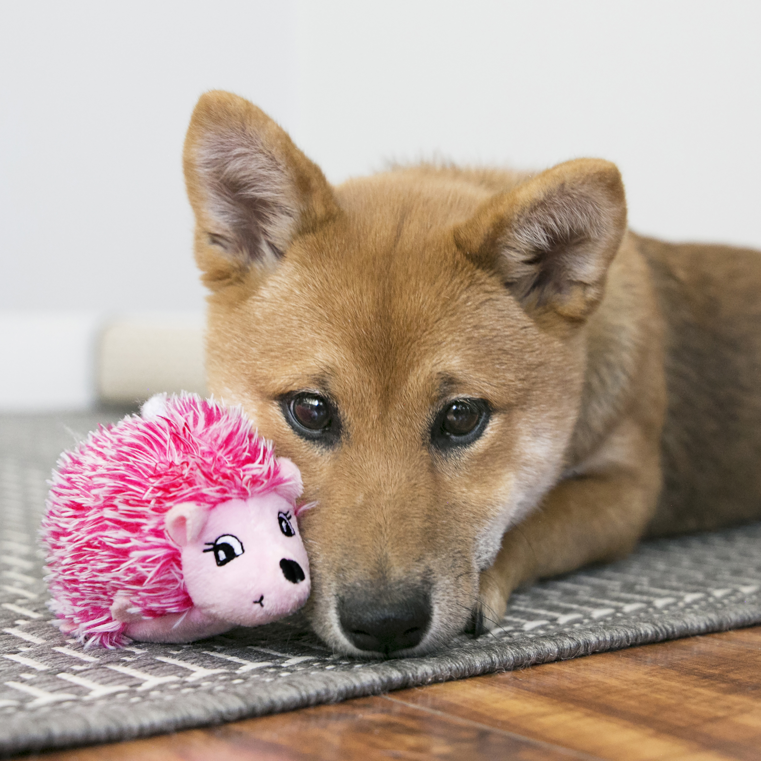 Comfort HedgeHug Puppy Assorted Lifestyle Produktbild