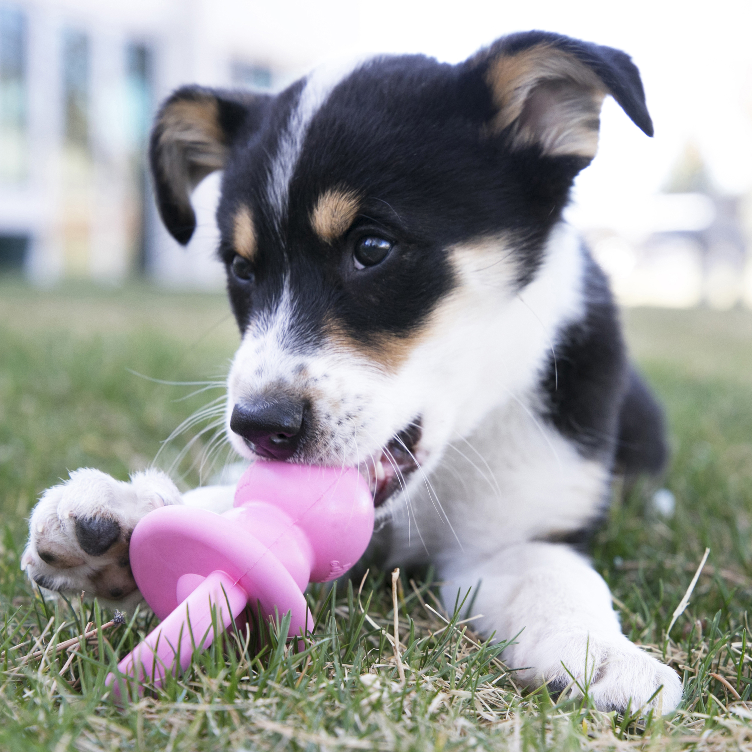 Juguete Interactivo para perro Gyro Kong – Croquetero