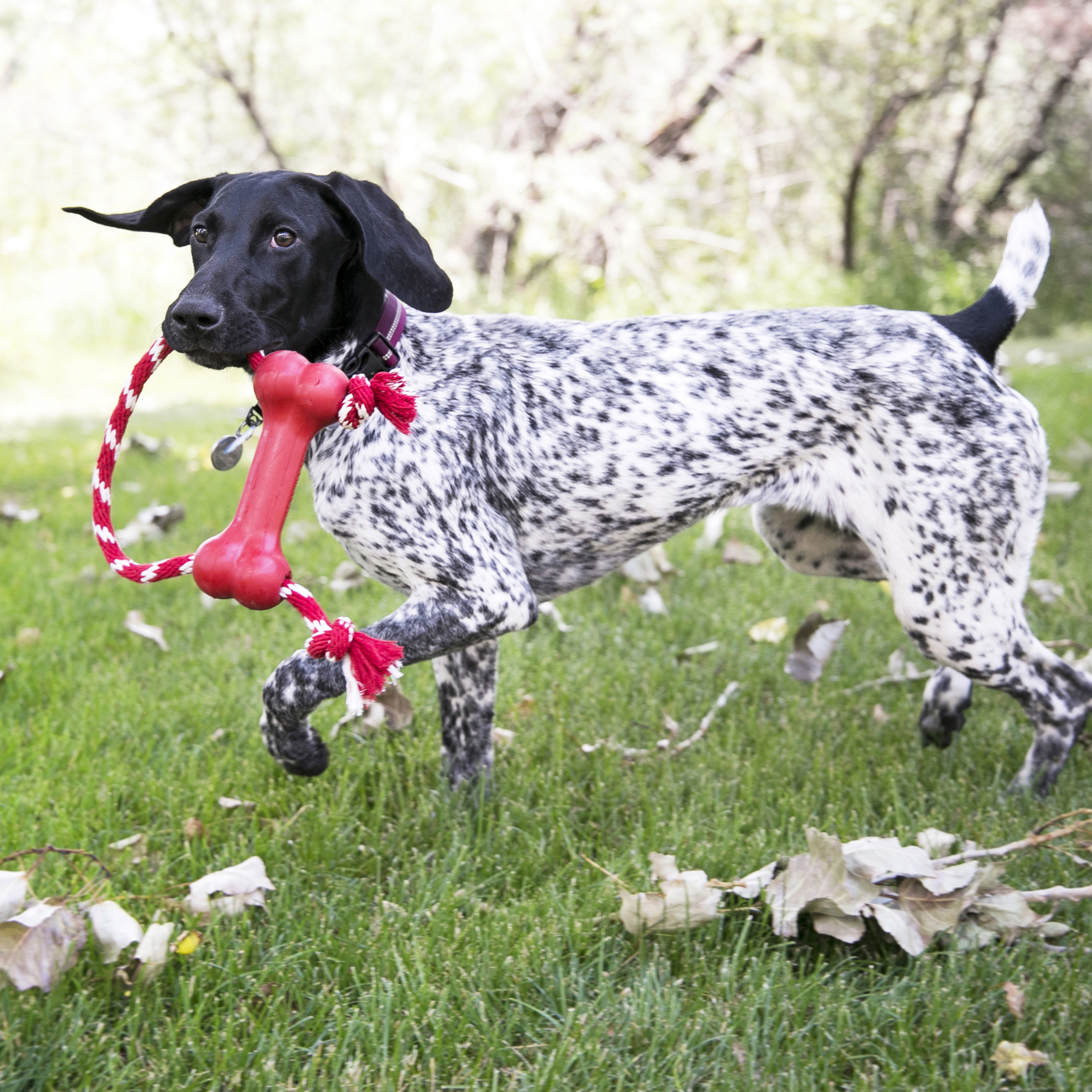 Kong Senior Dog Toy – Fernie's Choice