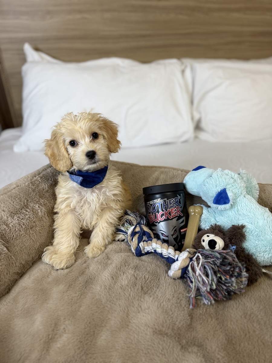 A small, fluffy, cream-colored puppy with curly fur and dark eyes sits on a soft beige blanket in a cozy bedroom, wearing a blue bandana around its neck. Surrounding the puppy are various dog toys including a light blue plush dog, a brown and white plush bear, a multicolored rope toy, a black container labeled 'Mother Bucker,' and a small bone-shaped chew toy. The background features a bed with white pillows and a wooden headboard, illuminated by soft, natural lighting that highlights the textures and colors of the scene.