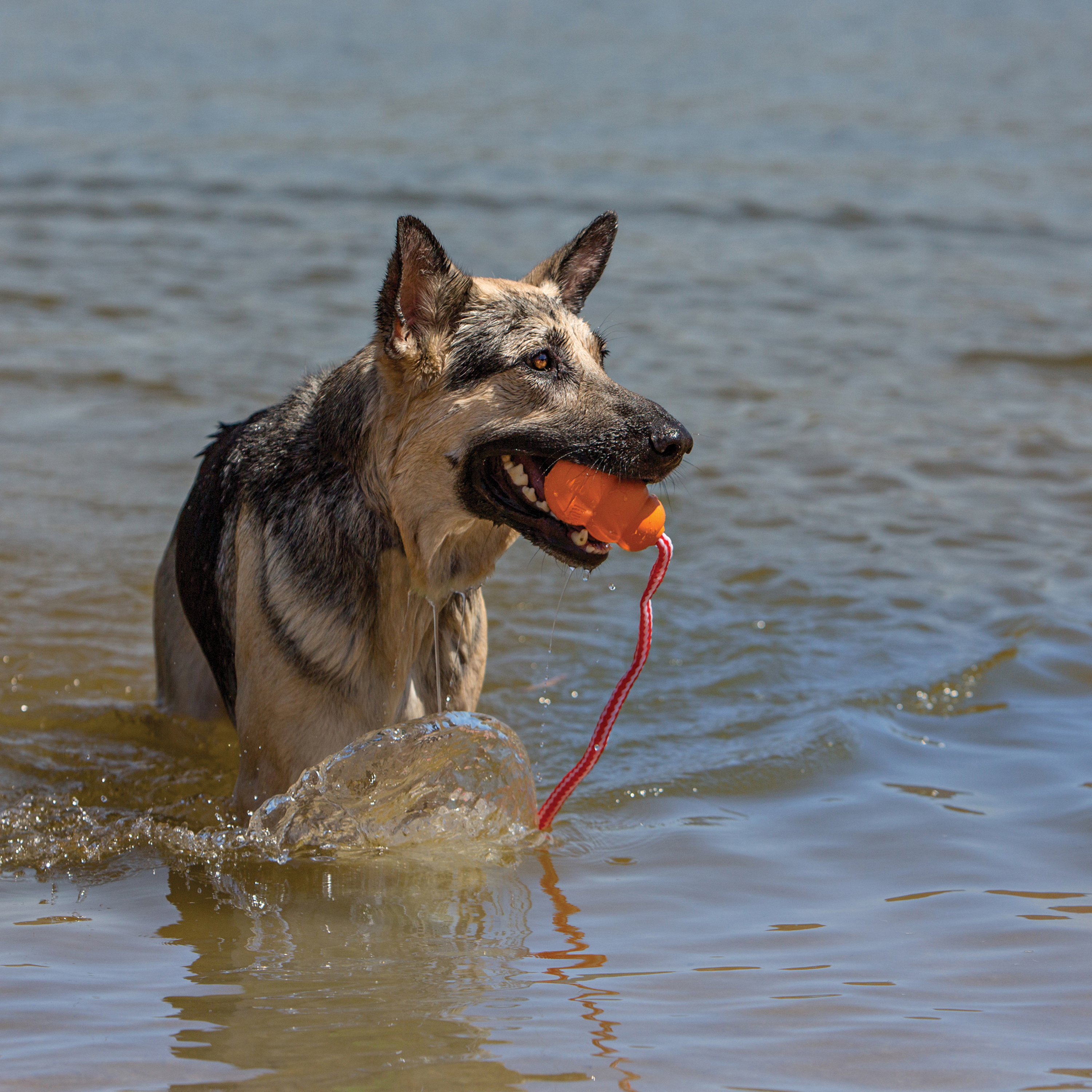 KONG Aqua Dog Toy, Medium