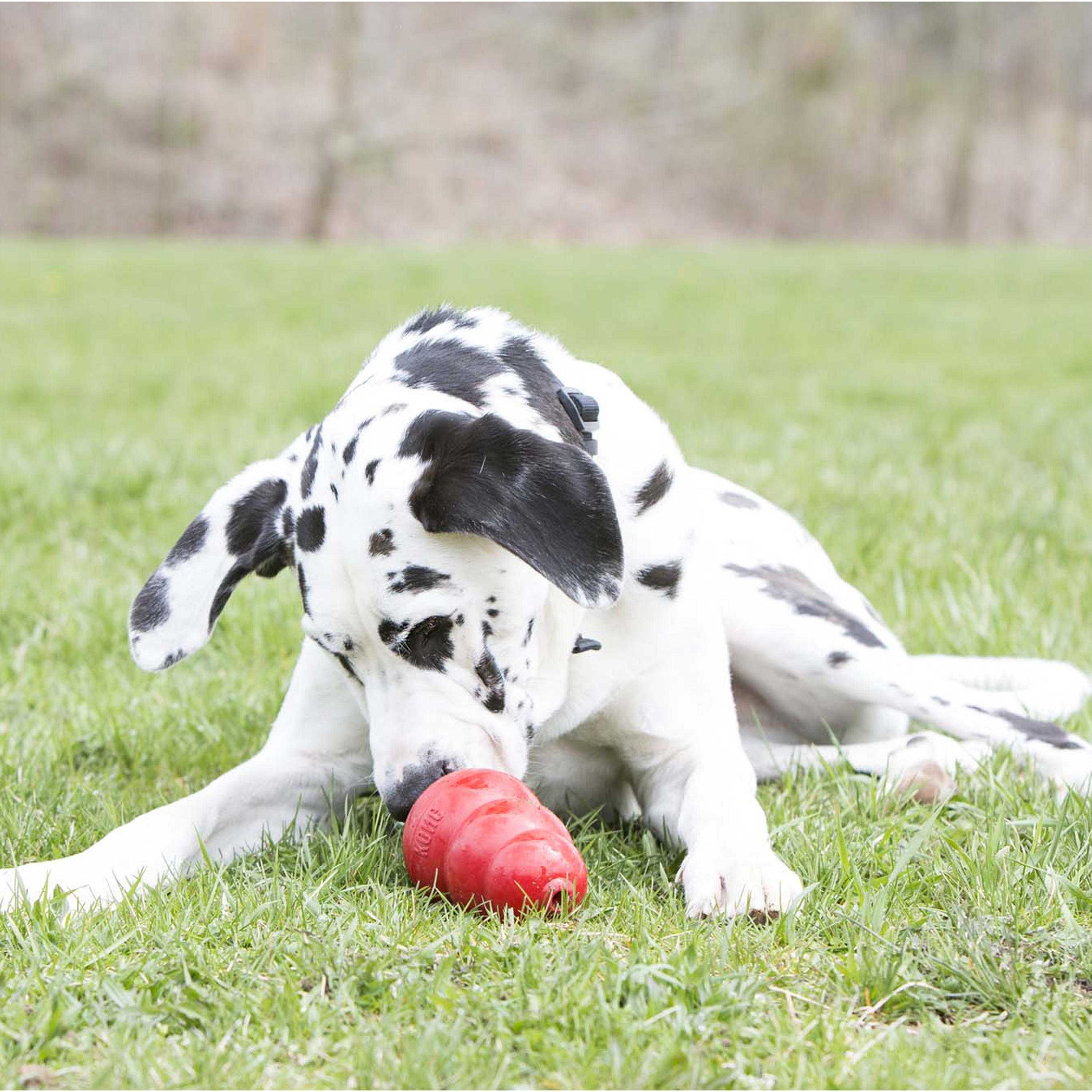 Peanut butter in outlet a kong for puppies