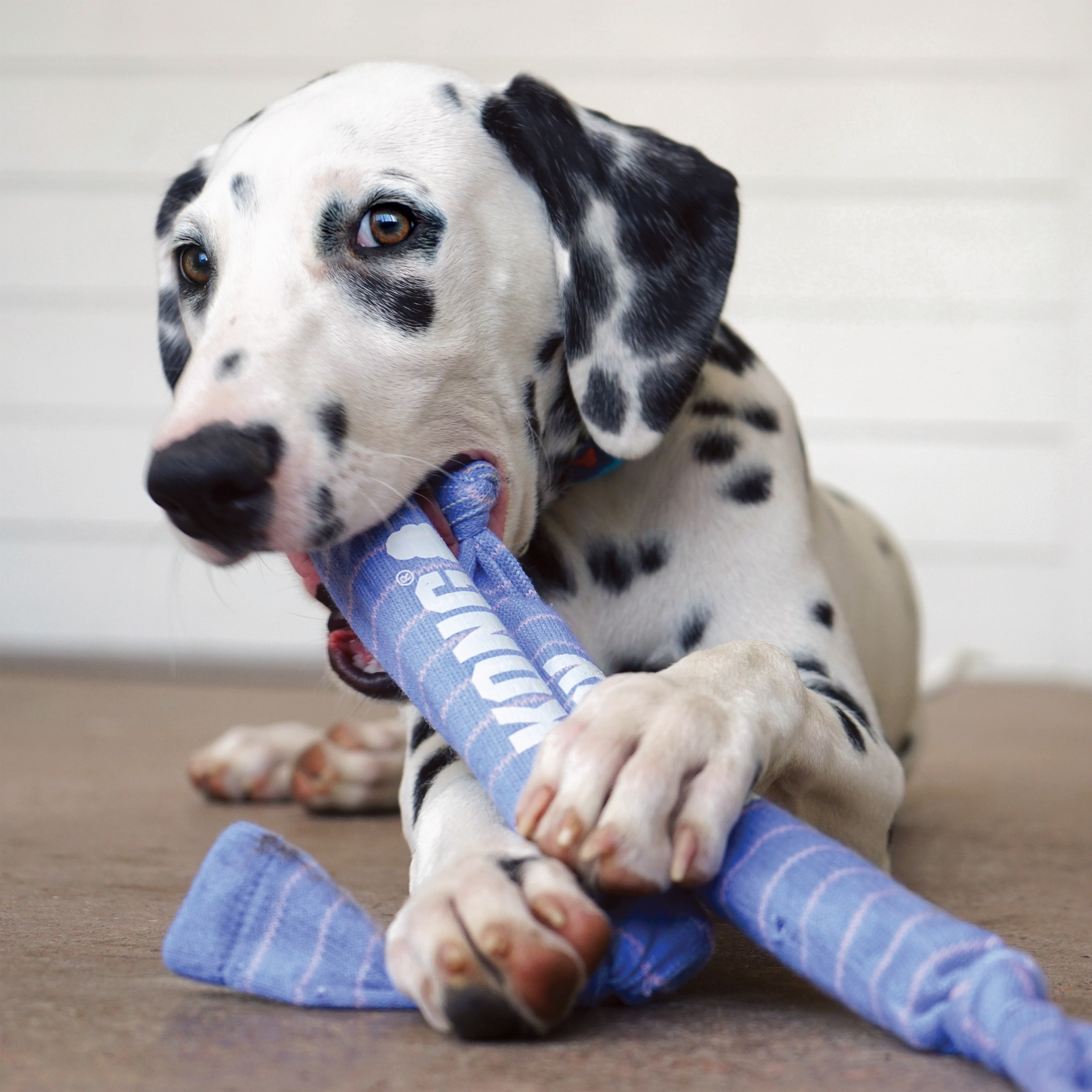 Signature Crunch Rope Single Puppy lifestyle product image