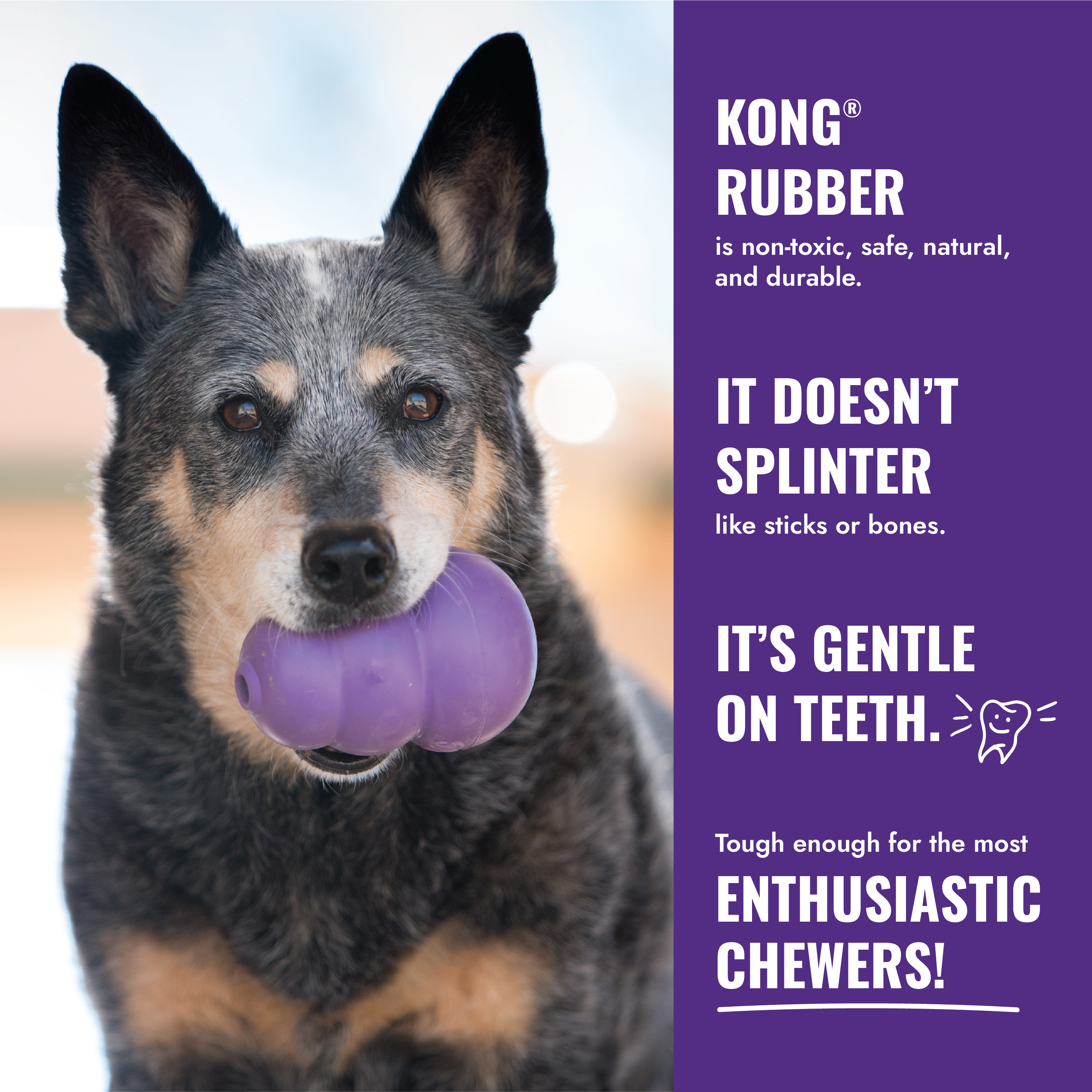 KONG Senior educational4 product image