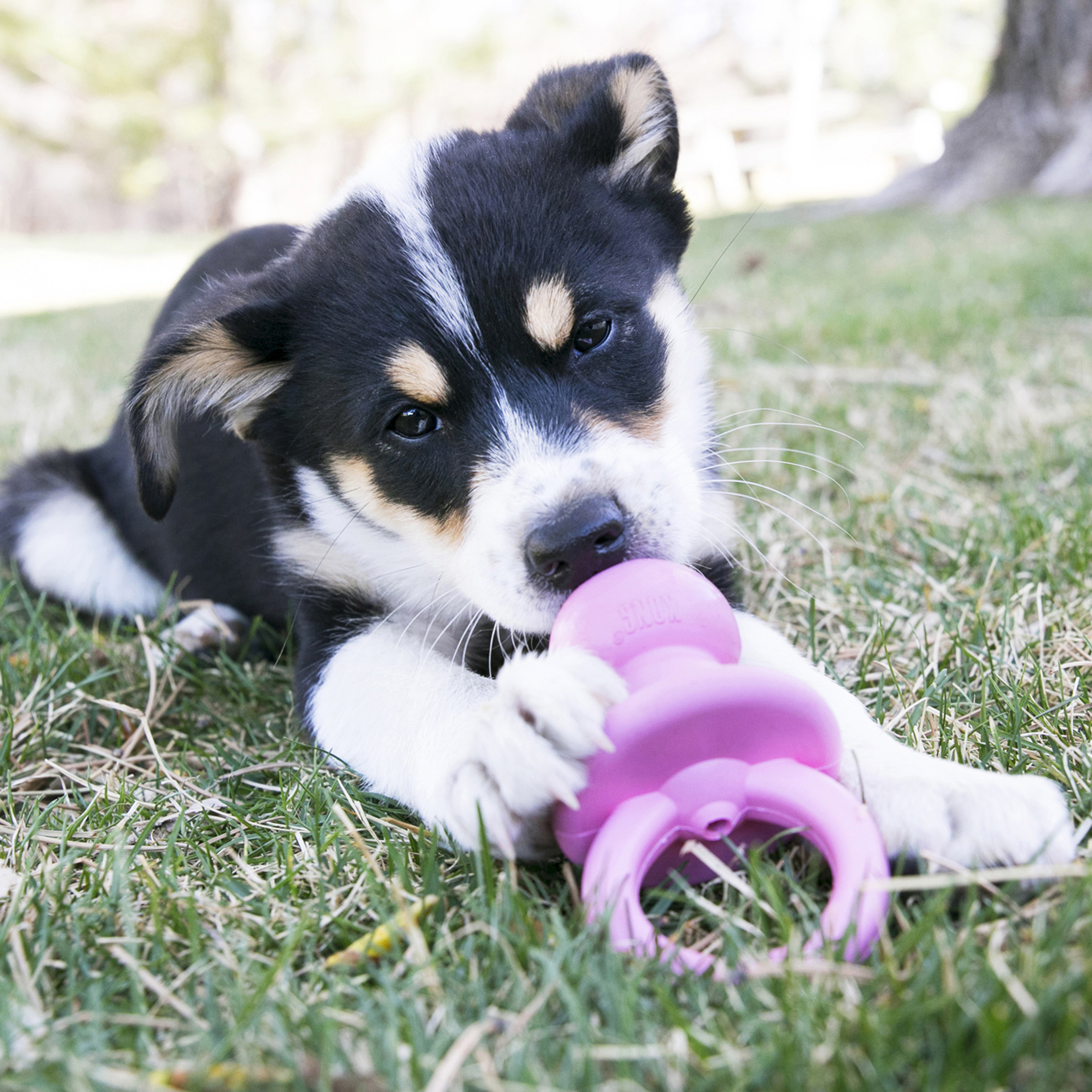 Large dog 2024 pacifier toy