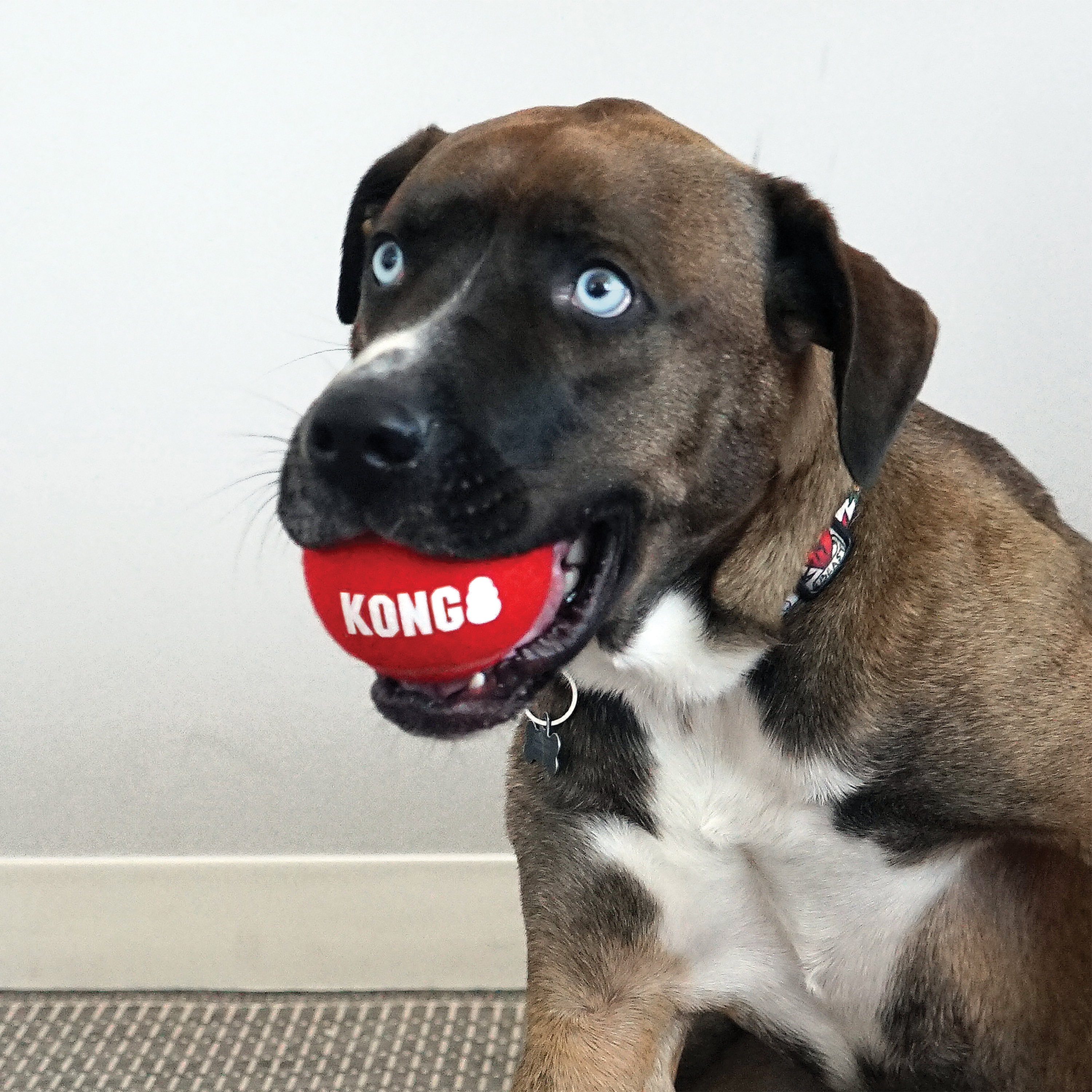 KONG Signature Balls Dog Toy 3-Pk