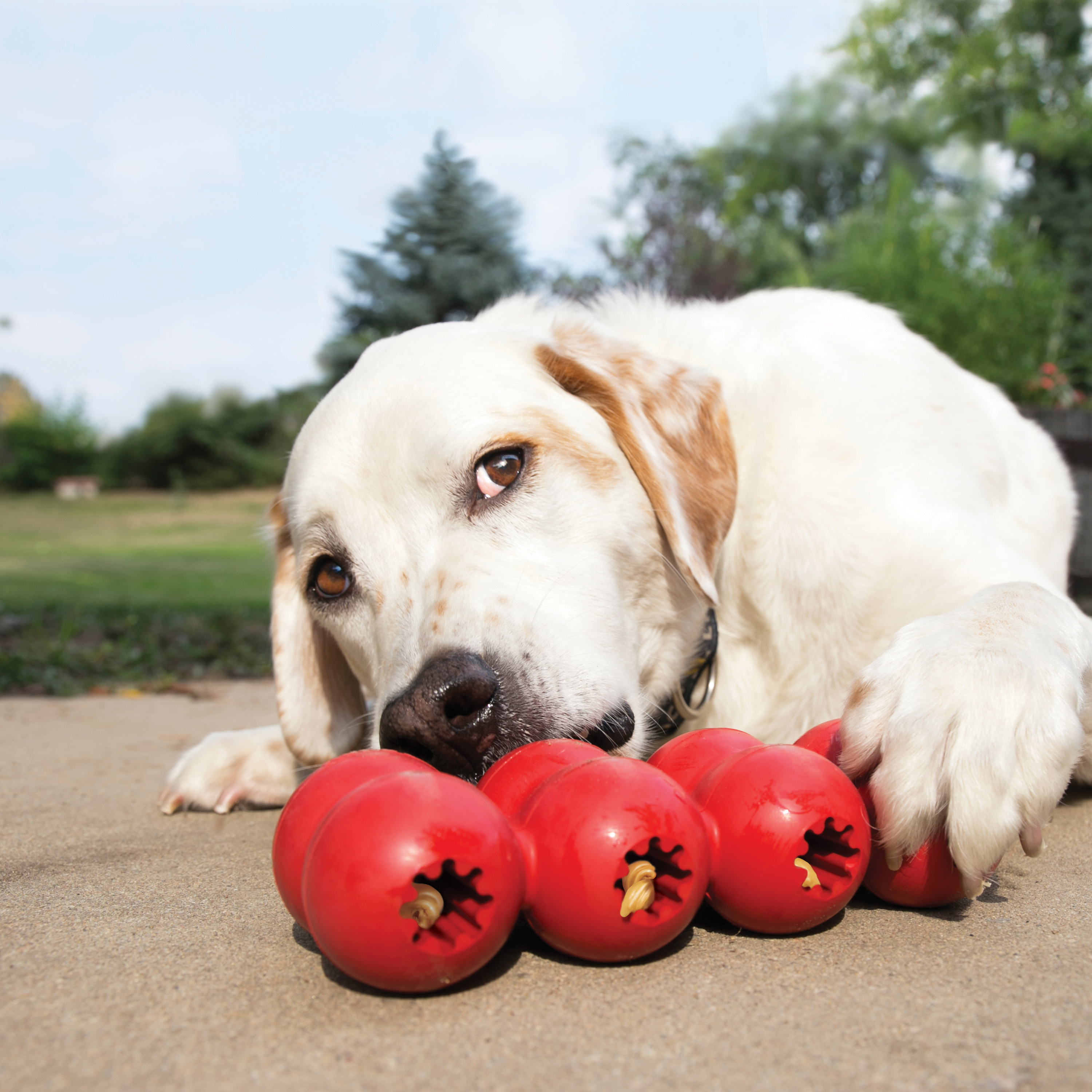 Kong dog 2024 chew toy