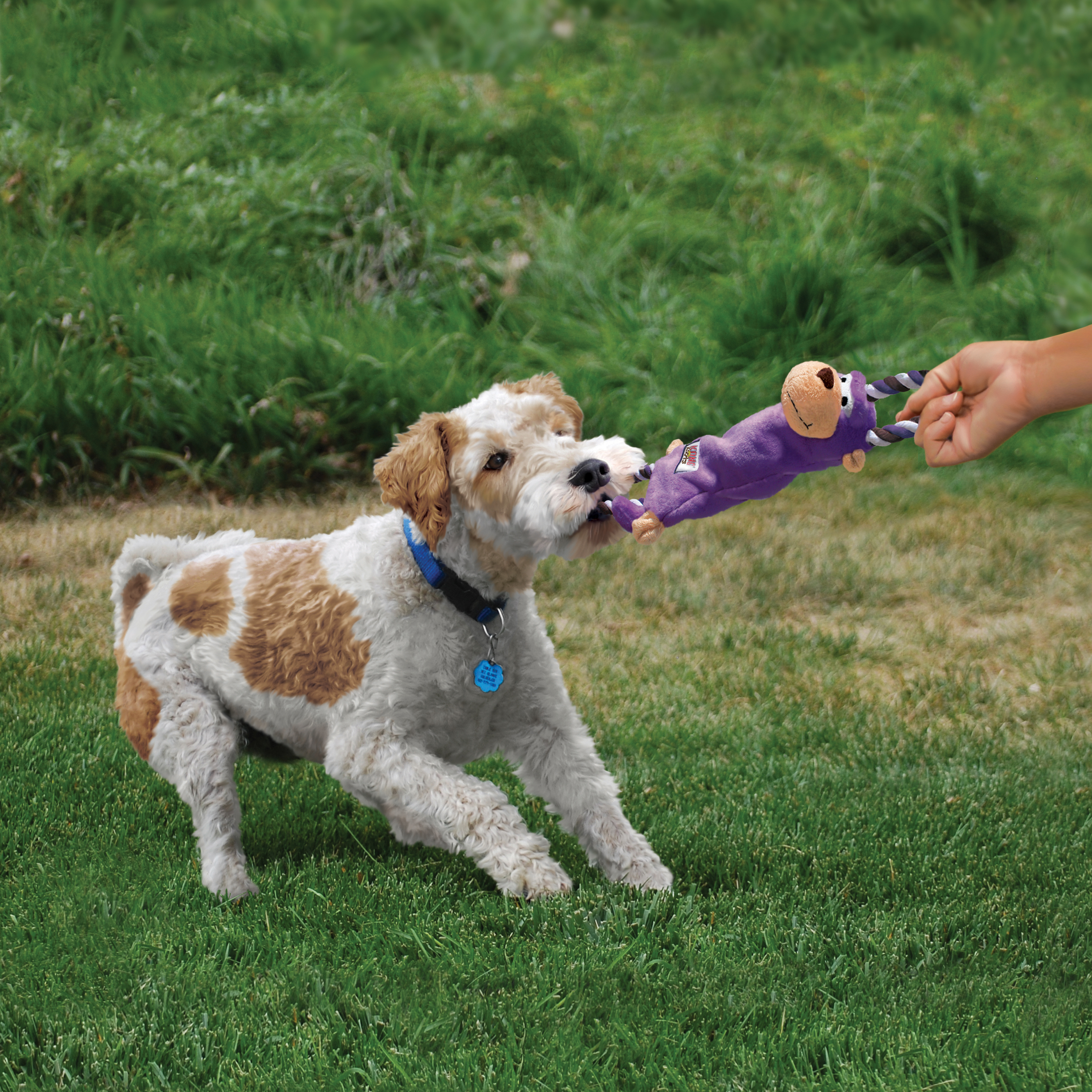 Kong frog best sale dog toy