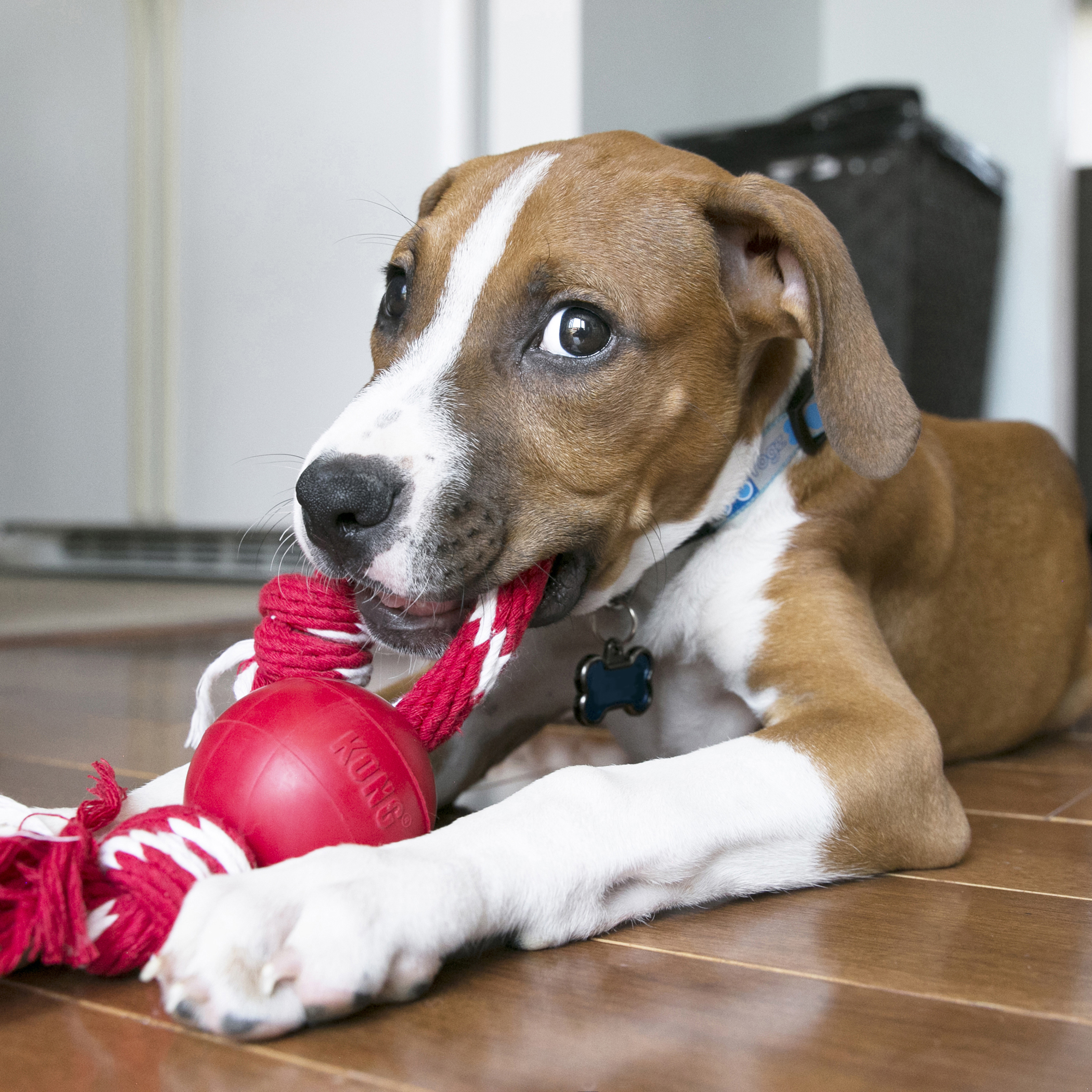 KONG Ball w/Rope lifestyle product image