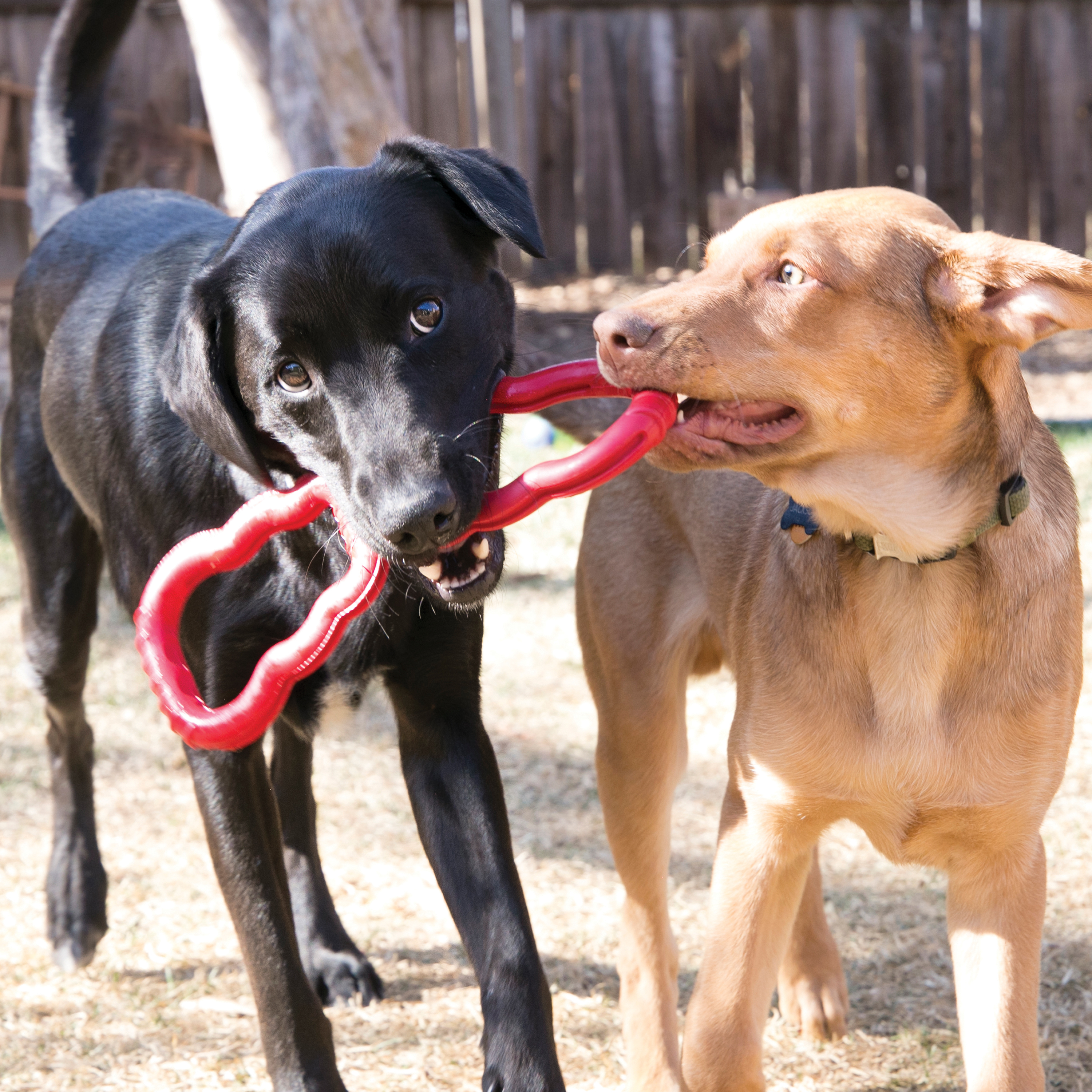 Kong leash outlet with rubber grip