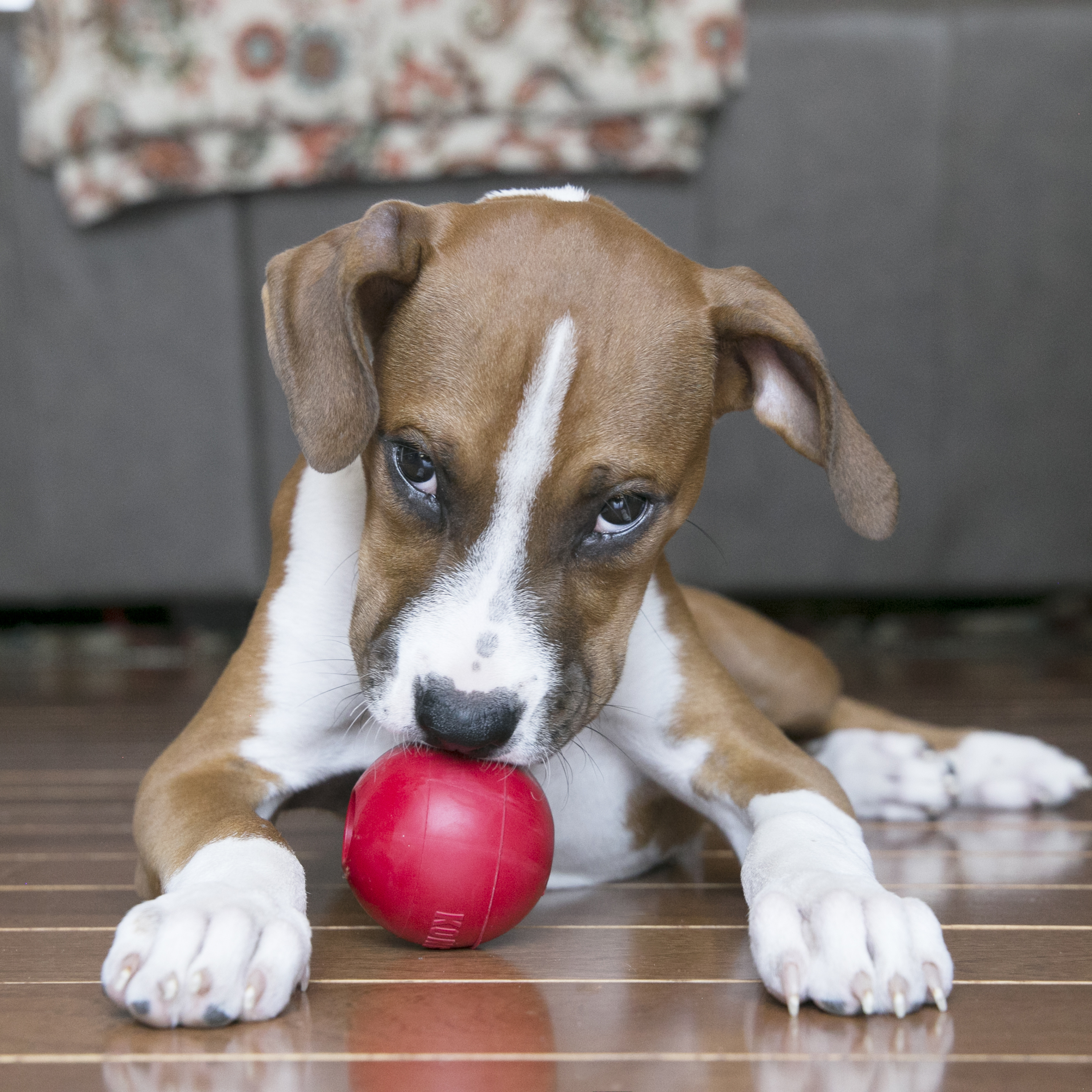 KONG Ball w/Hole lifestyle product image
