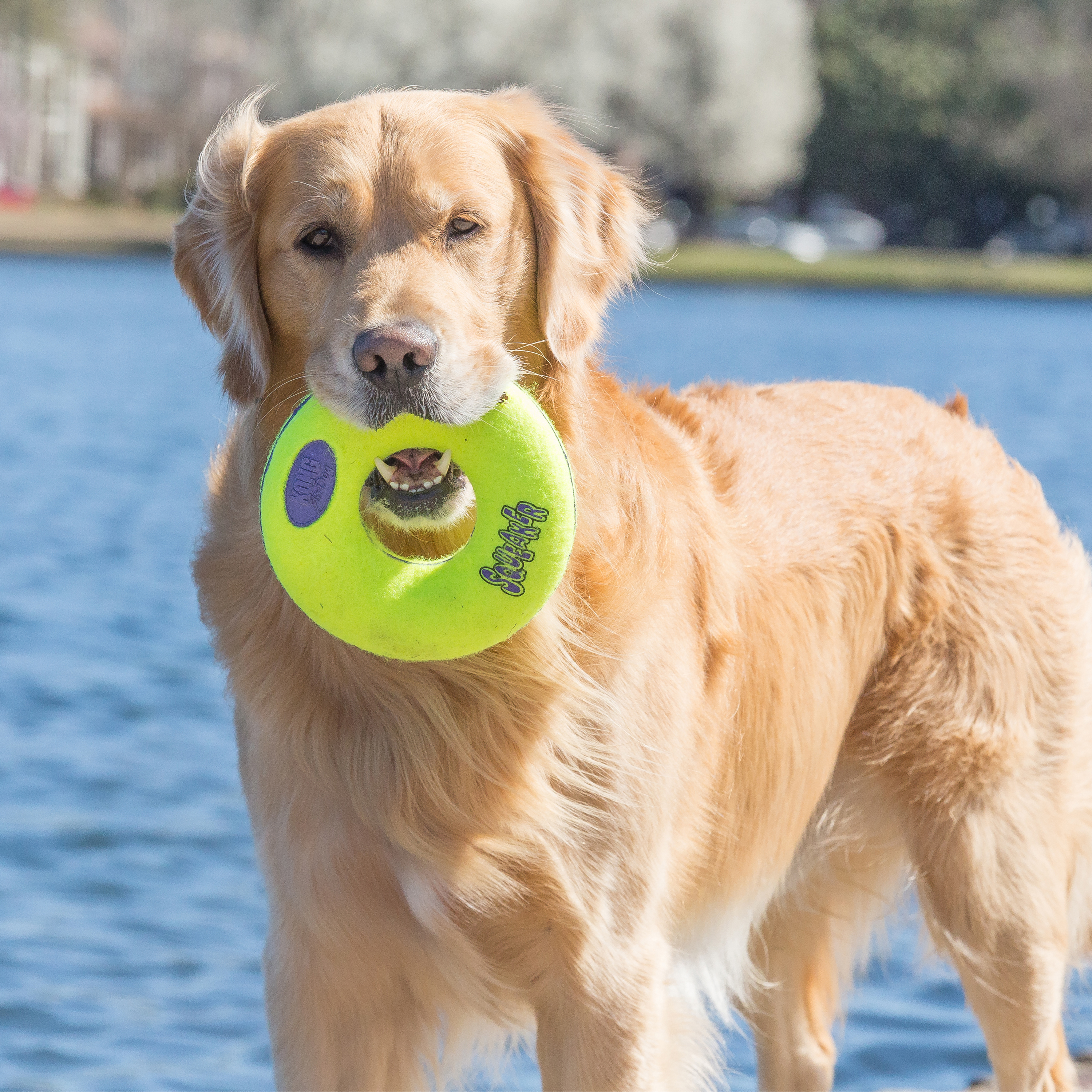 AirDog Squeaker Donut lifestyle immagine del prodotto