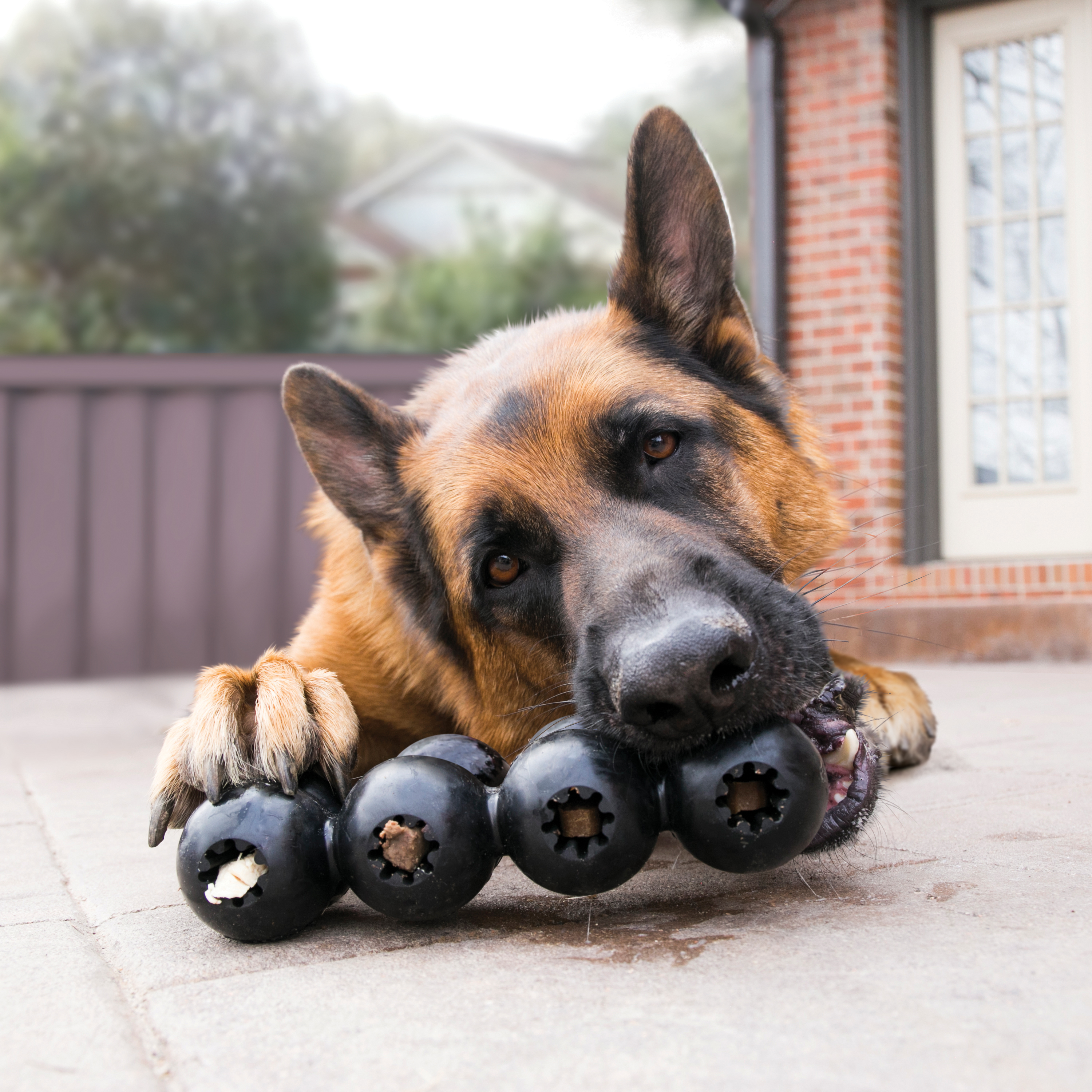 KONG® AirDog® Dumbbell Squeaker Dog Toy