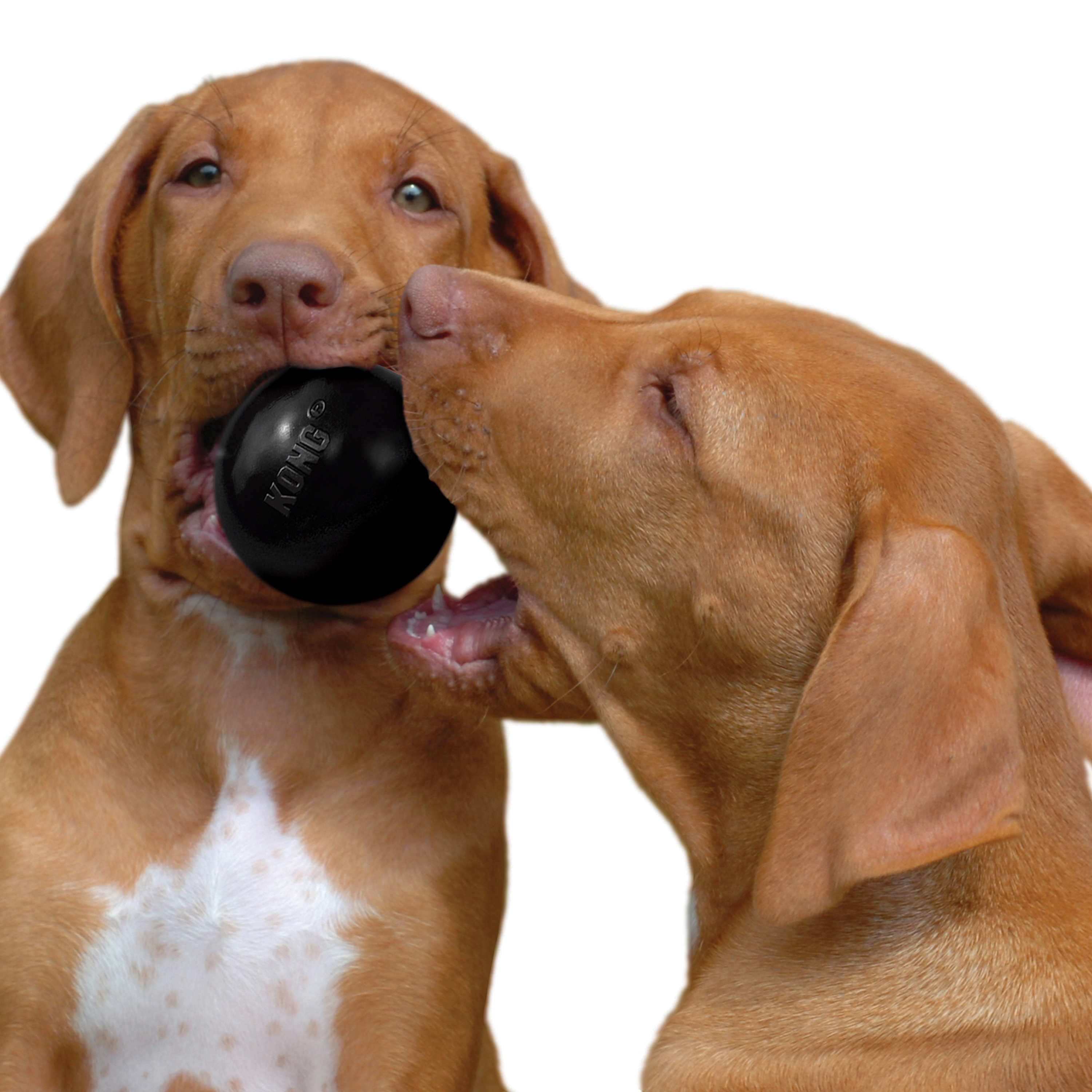 Kong ball for store dogs