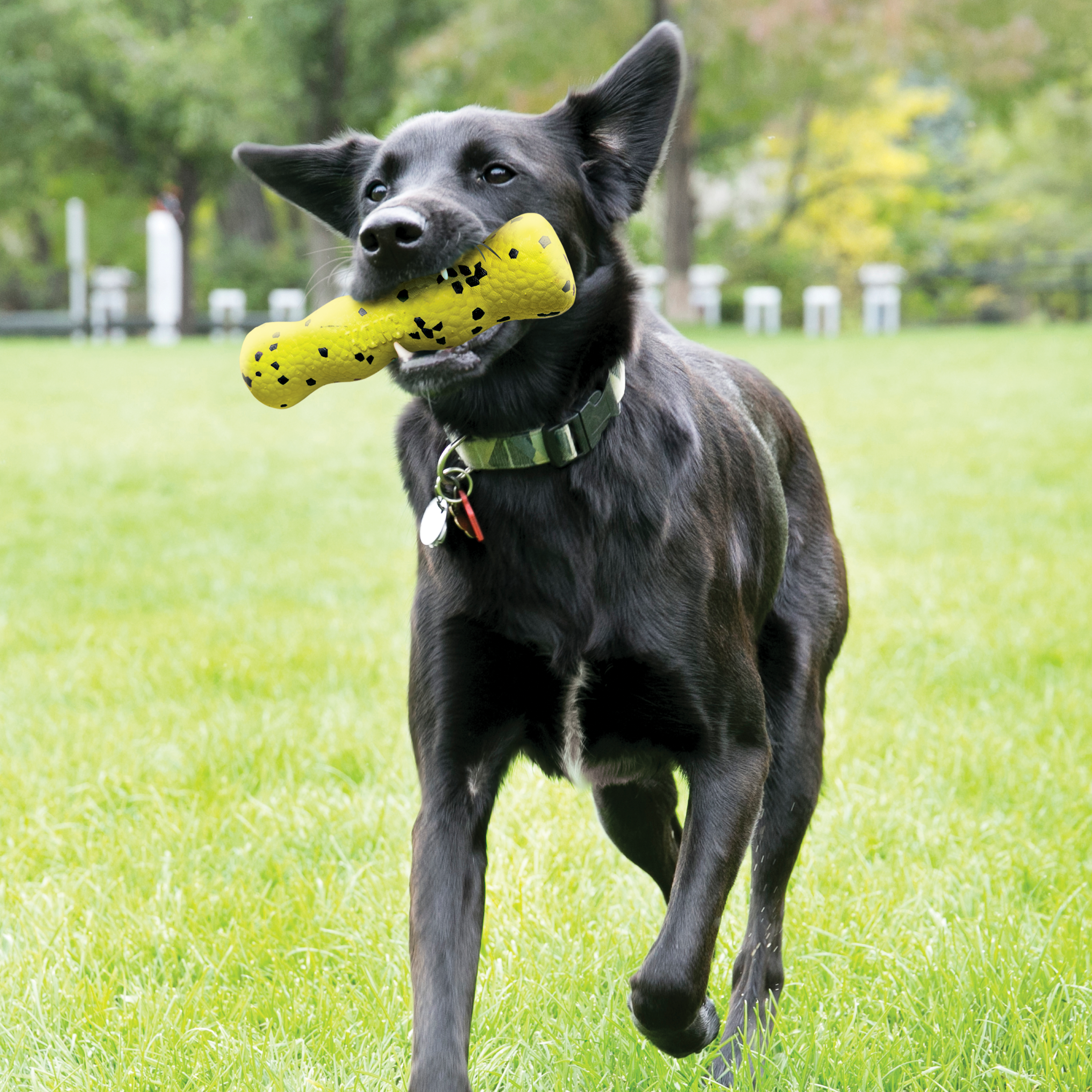 Dog ball outlet stick