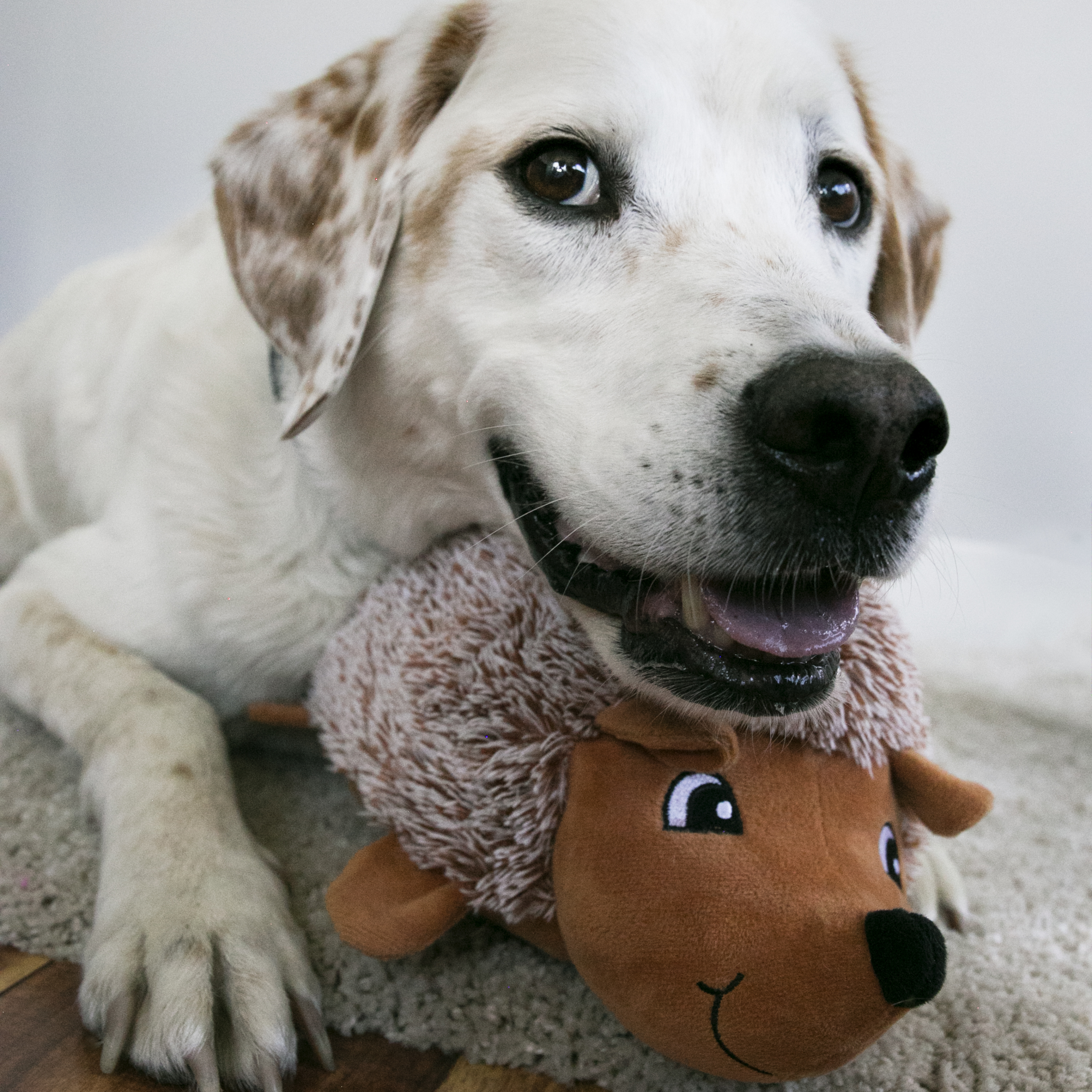 Kong hedgehog outlet toy