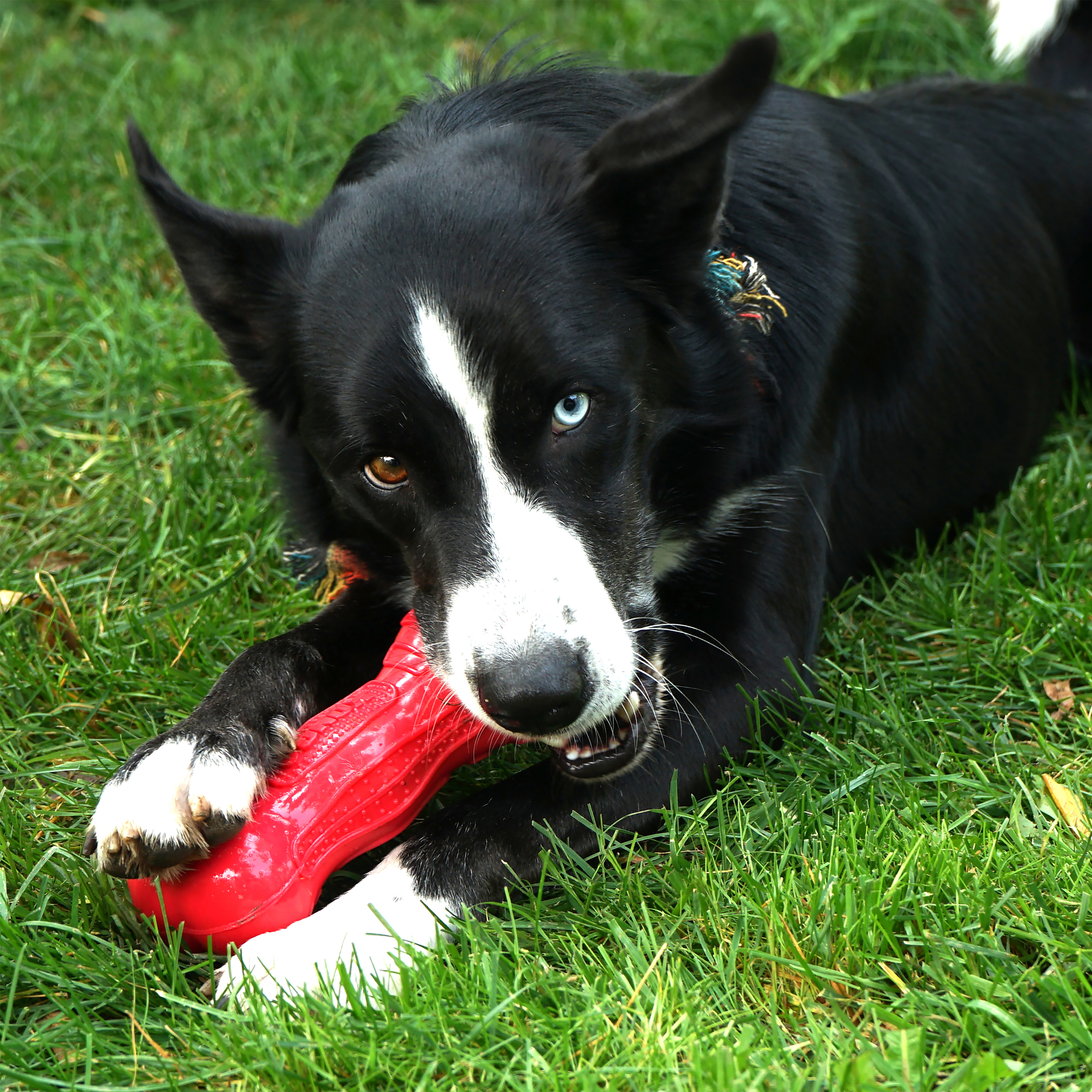 Beezles Bone Assorted lifestyle product image