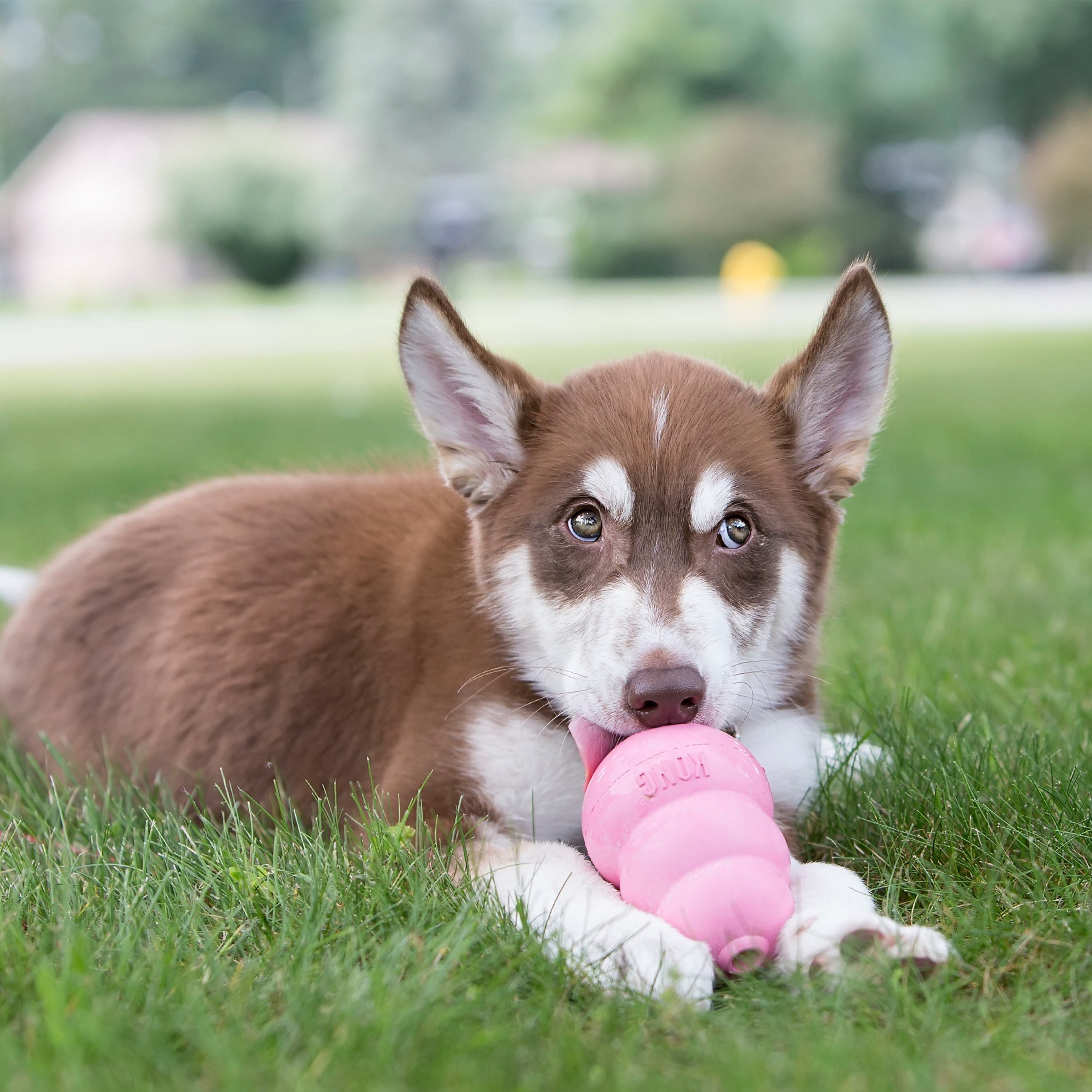 KONG Puppy Pink lifestyle product image