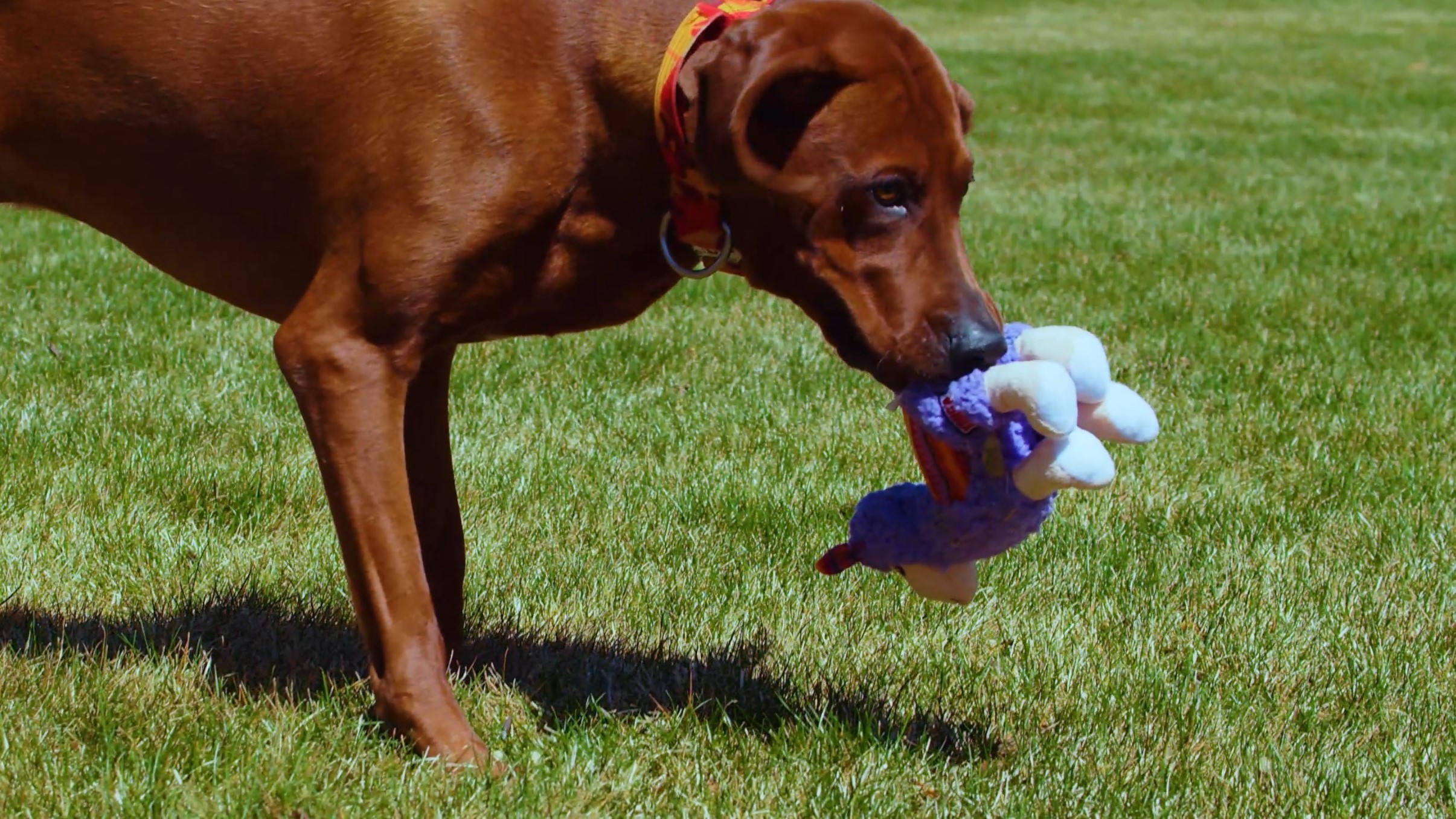 Vizsla Playing with Pet Treat Tower 