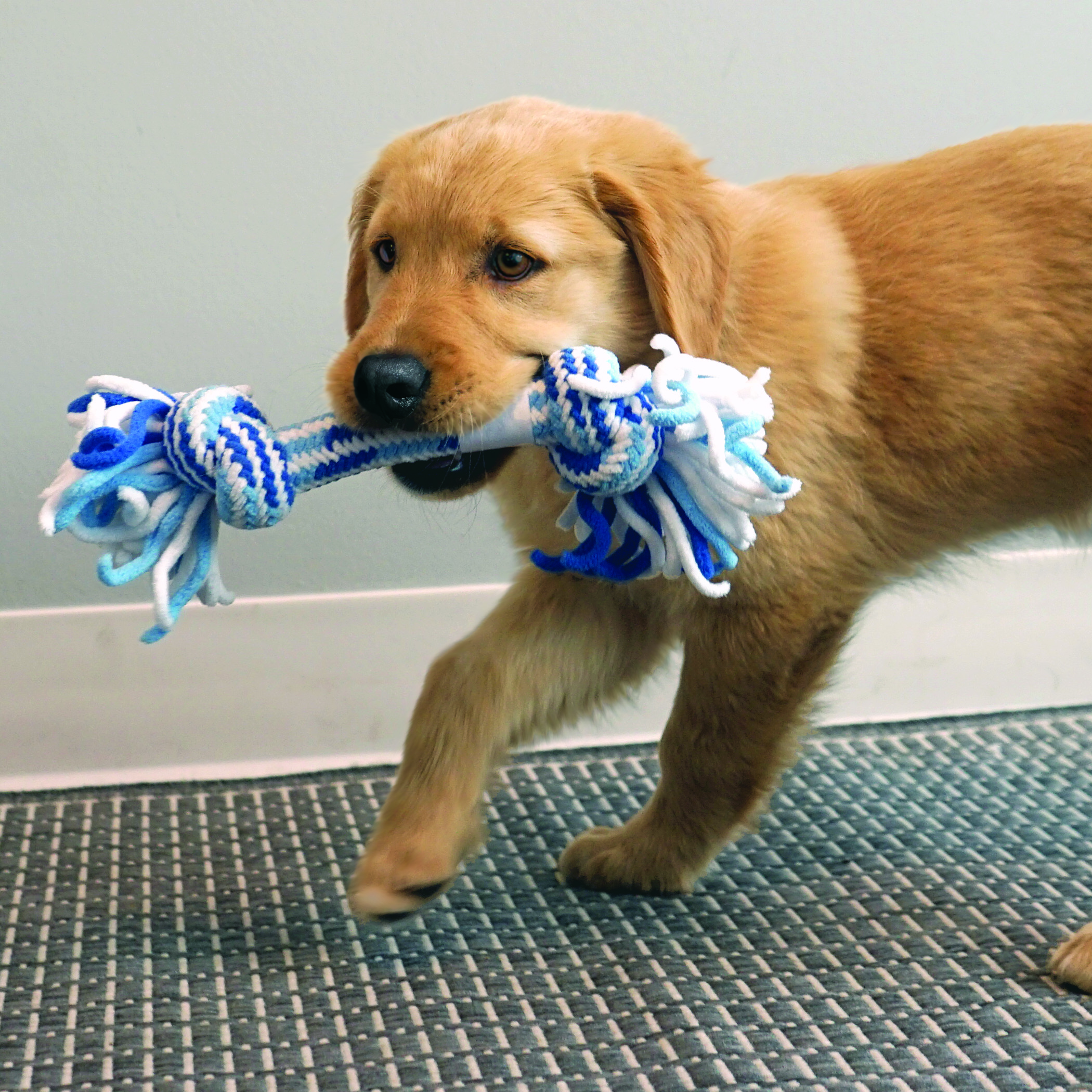 Imagem de produto do estilo de vida do cachorrinho de pau de corda