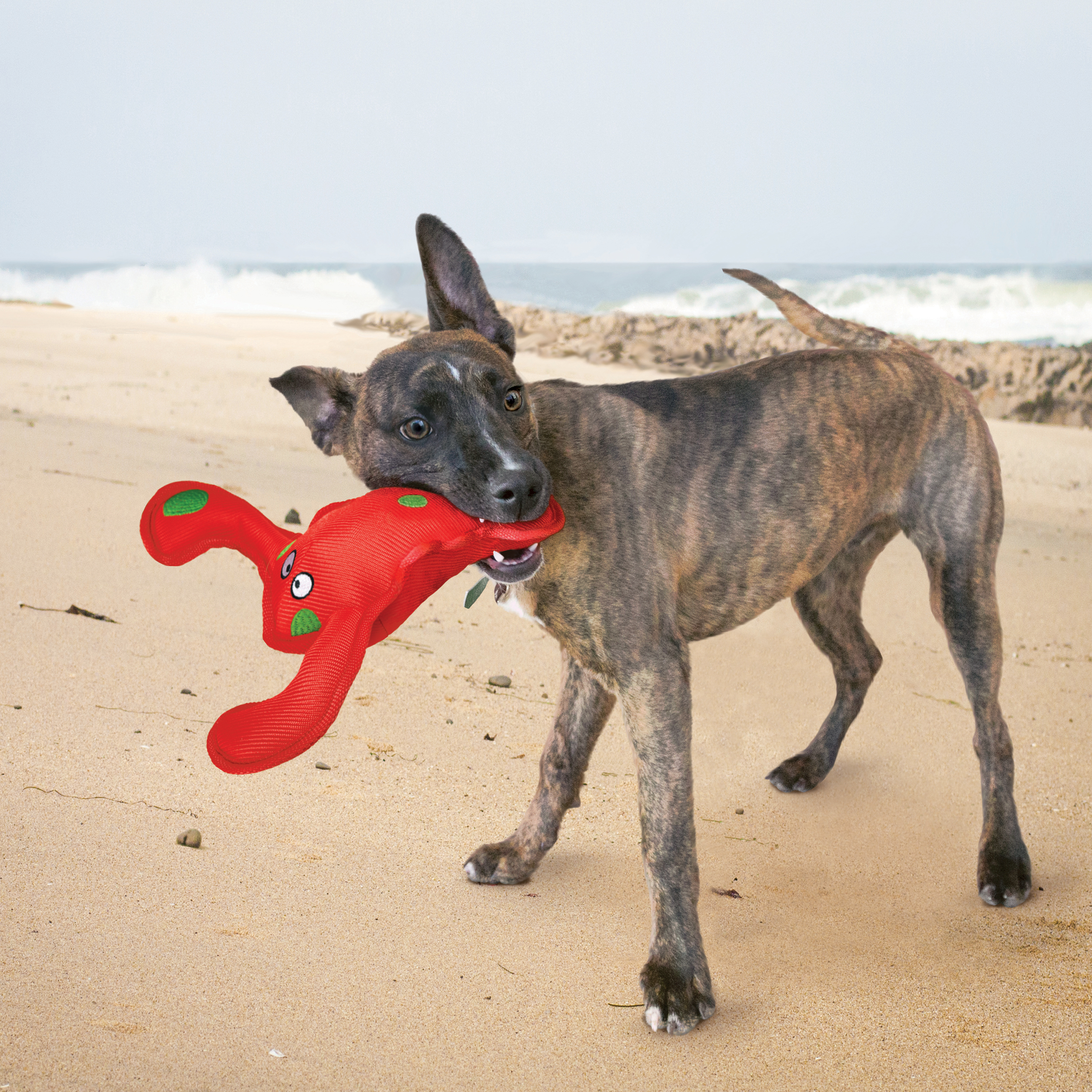 Belly Flops Starfish lifestyle product image