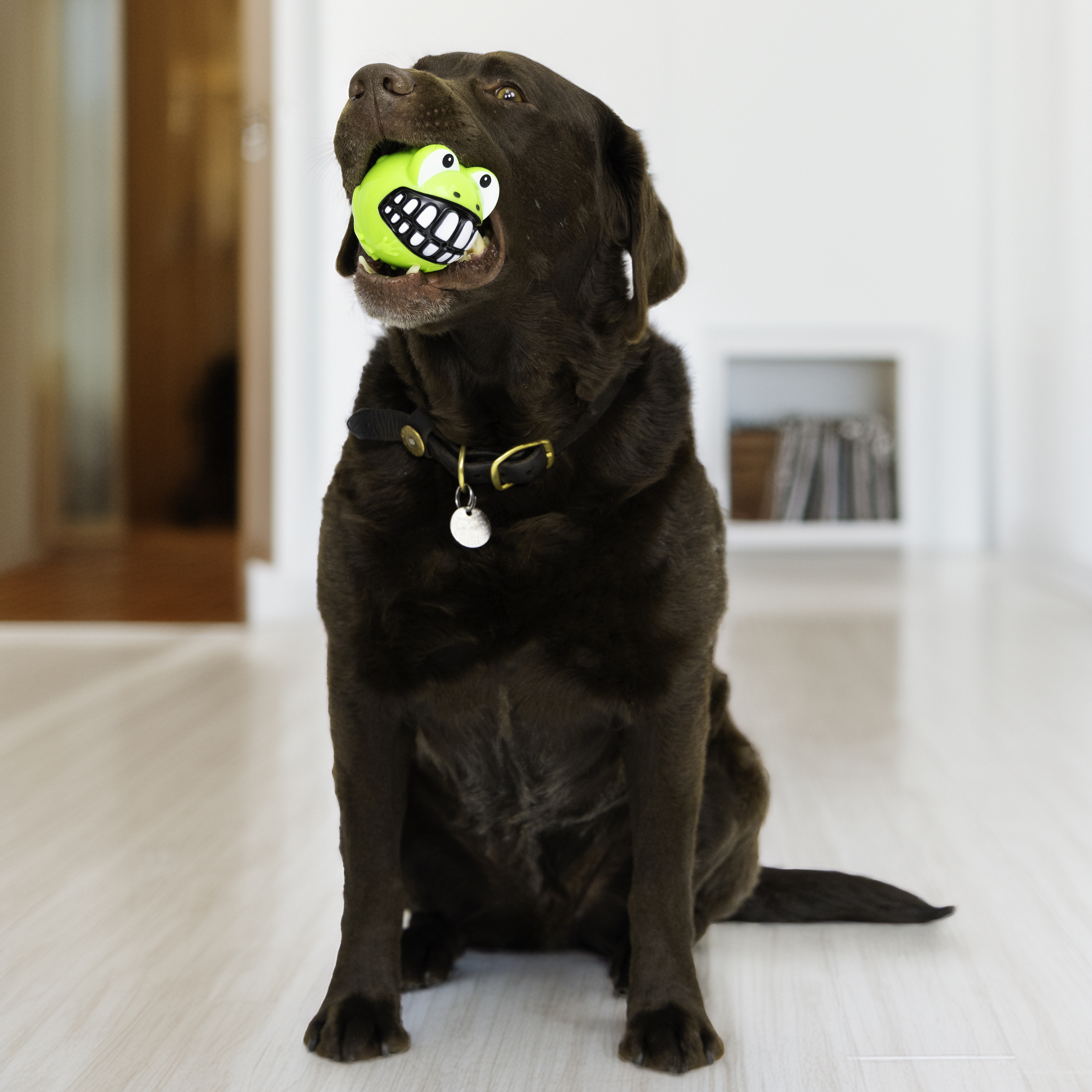 Grinz Frog lifestyle product image