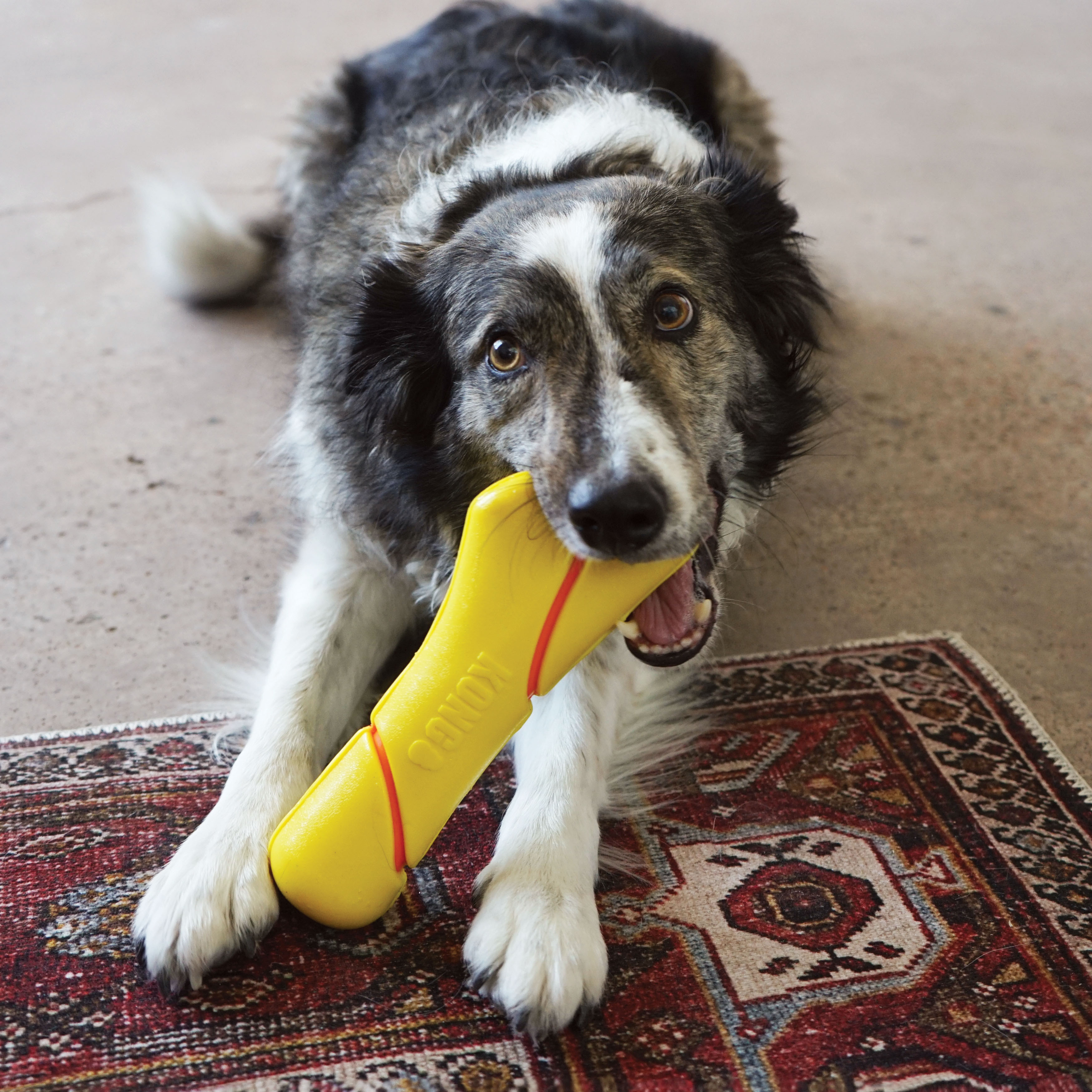 Tennis ball store stick dog toy