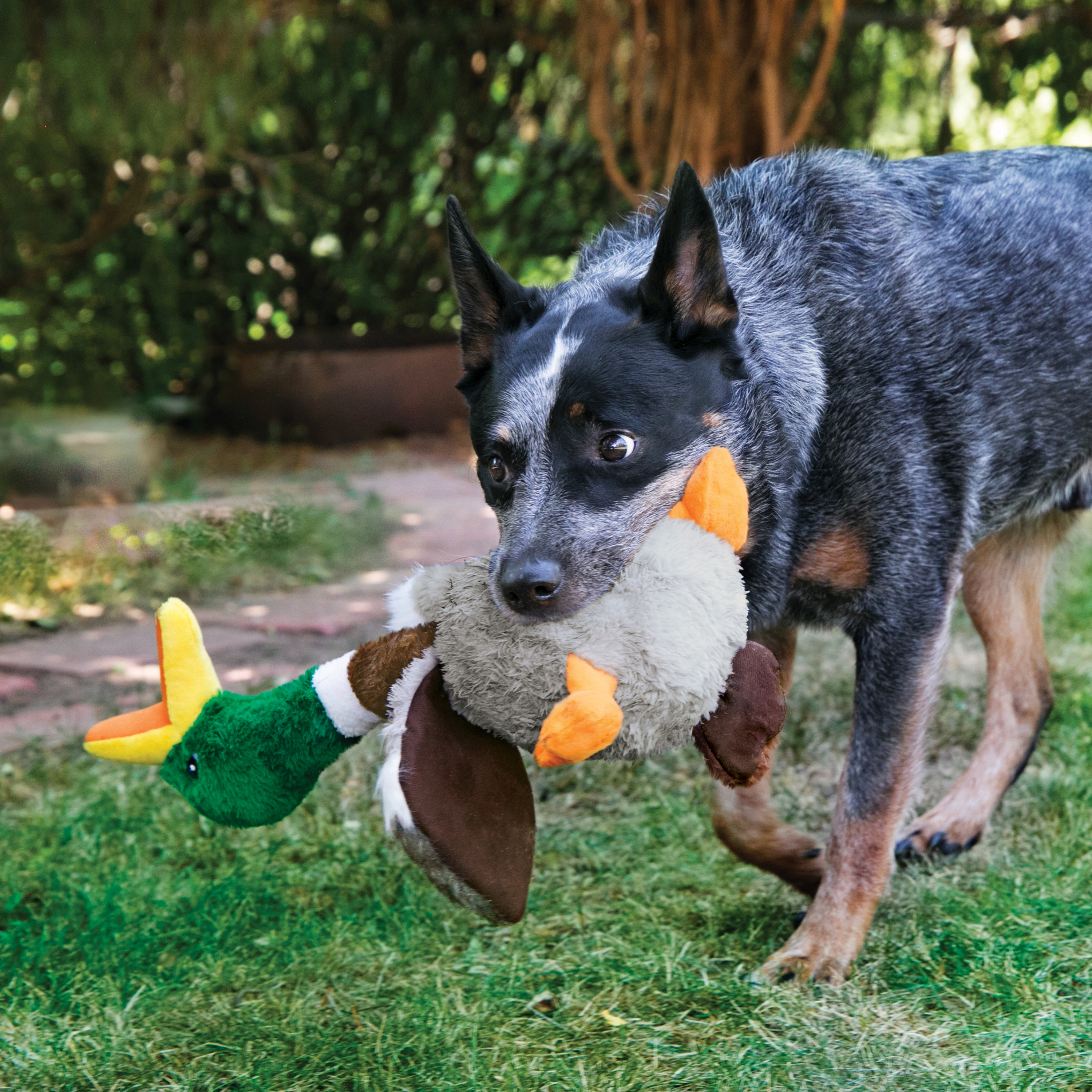 Kong flamingo 2025 dog toy