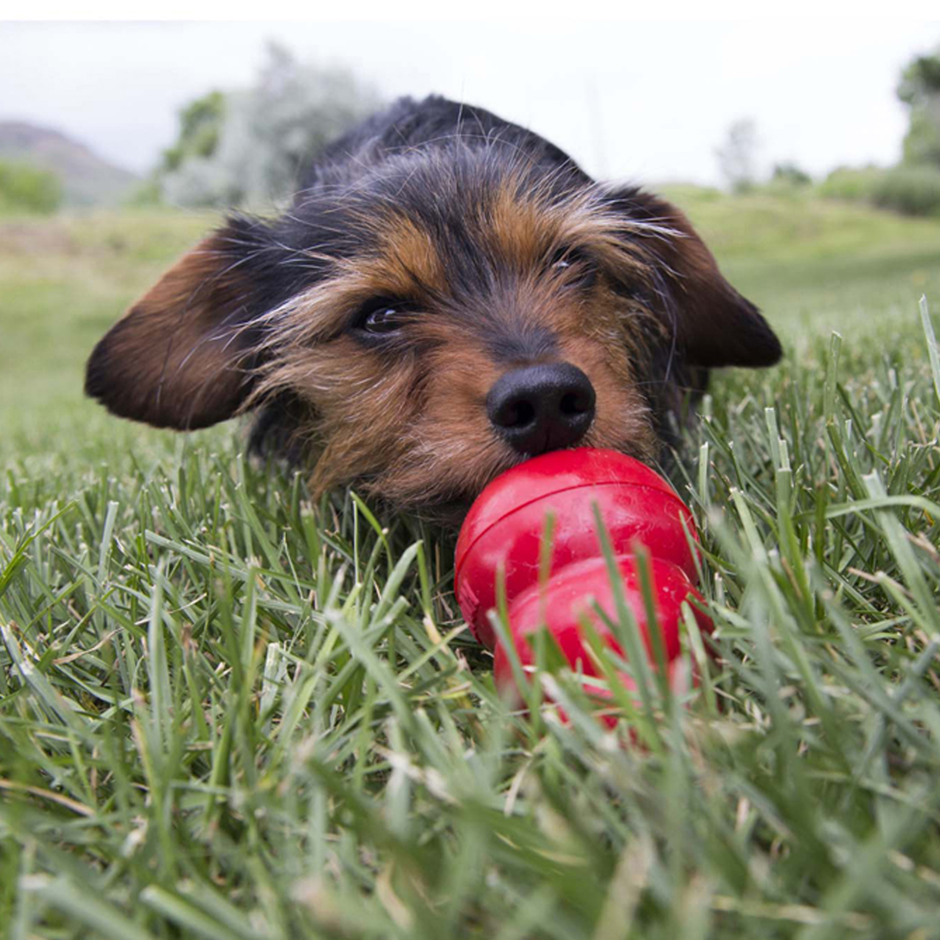 Easy Treat Peanut Butter KONG Company