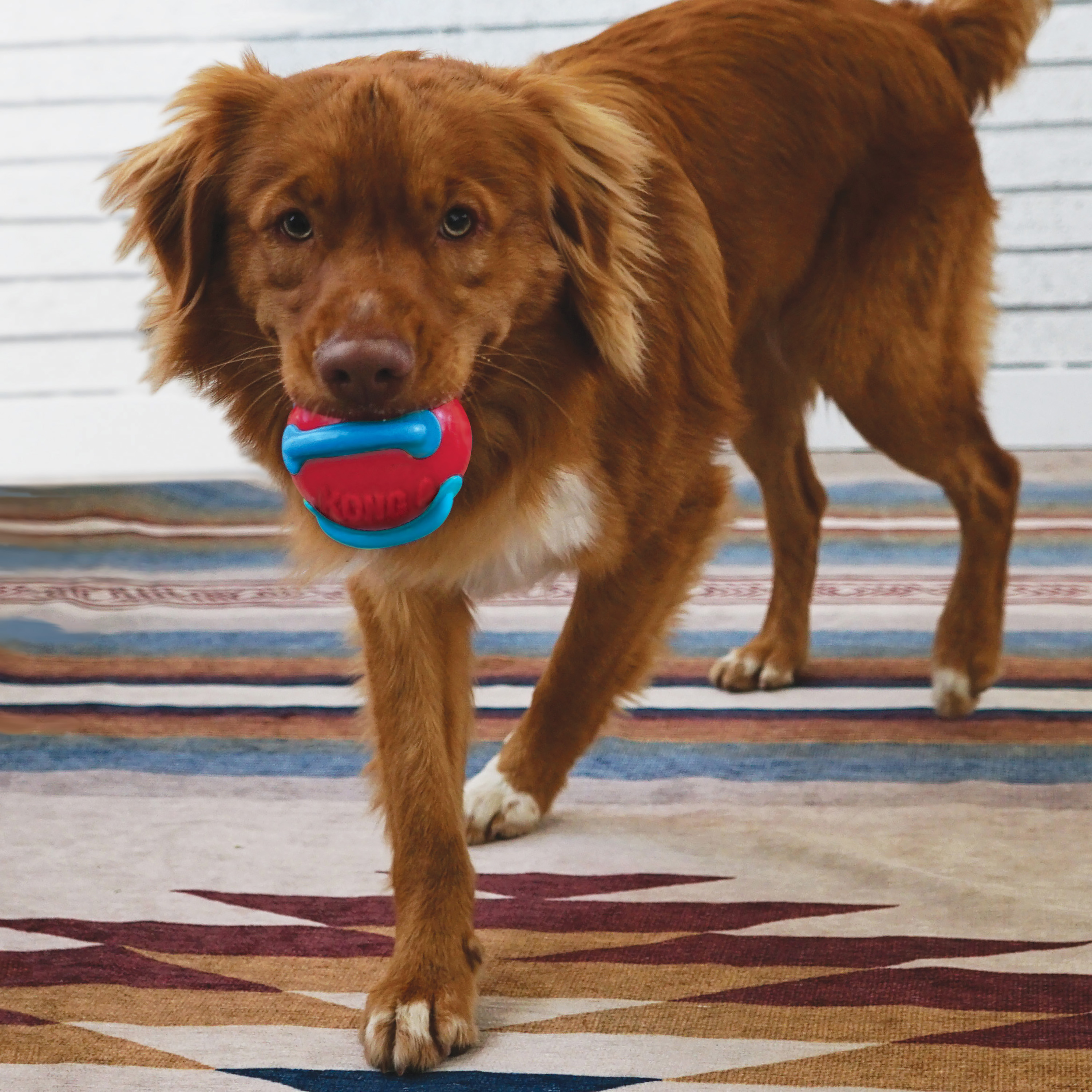 Jaxx Brights Tug w/Ball lifestyle product image