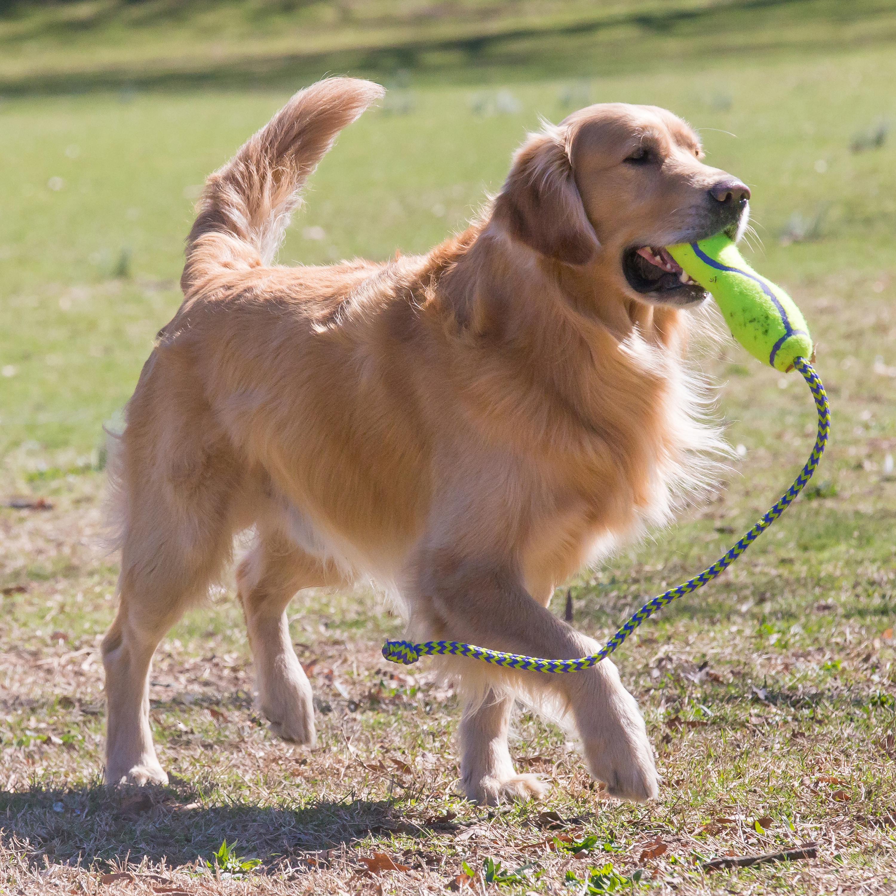 AirDog Fetch Stick w Rope KONG Company