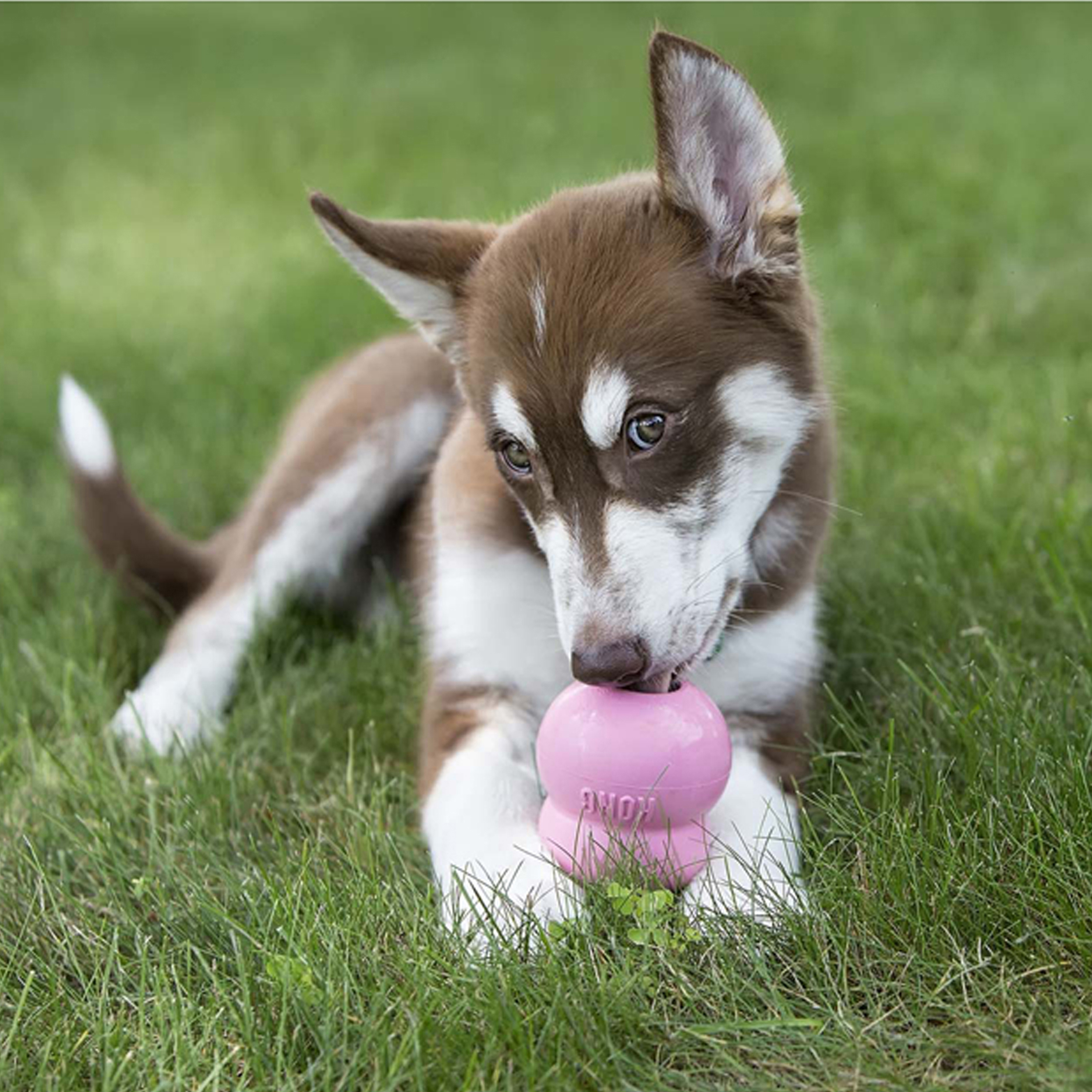 Easy Treat Puppy (kun Australien) livsstilsproduktbillede