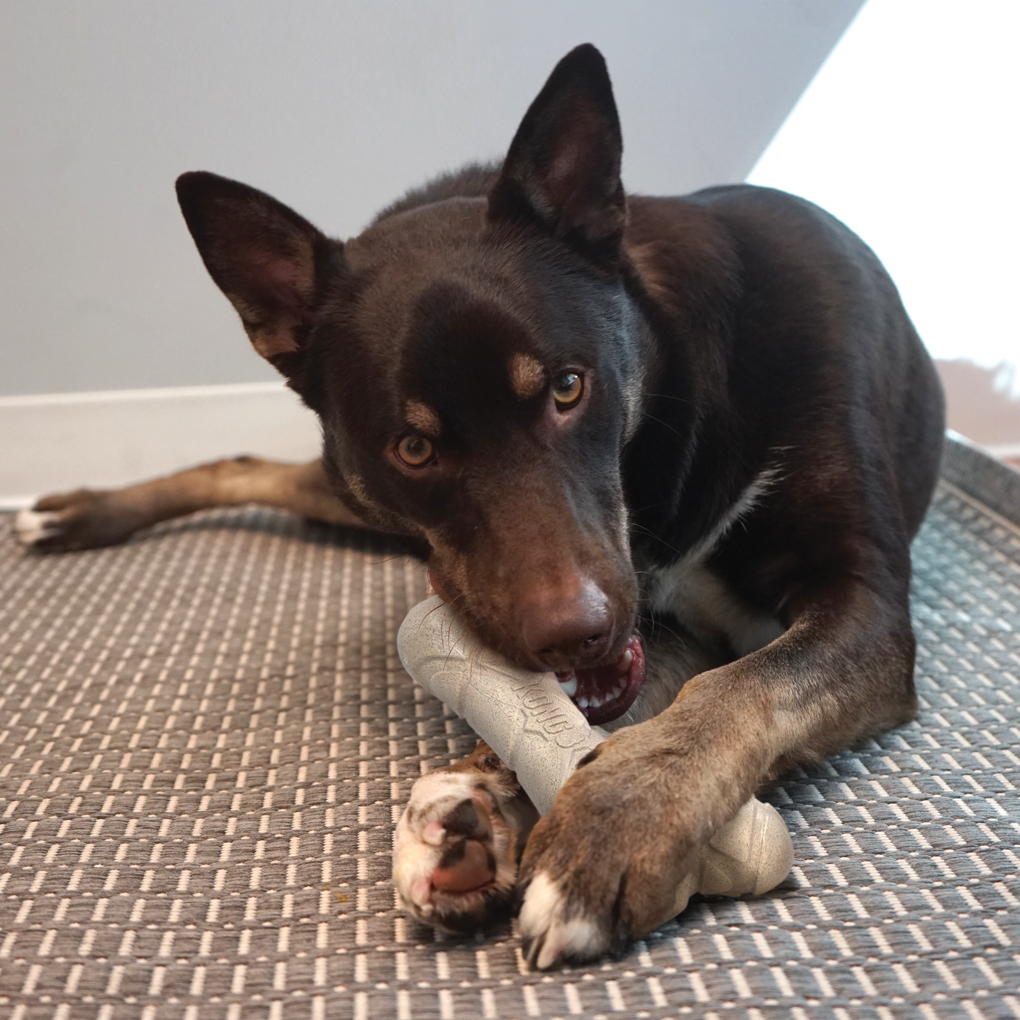 ChewStix Tough Femur | KONG Company